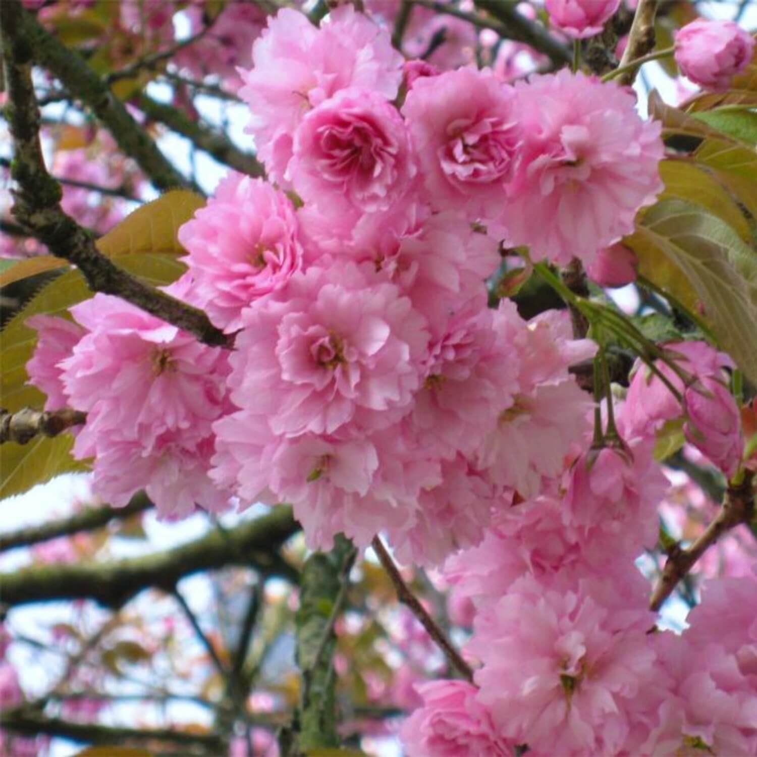 Japanese Flowering Cherry (Kwanzan) | The Living Urn