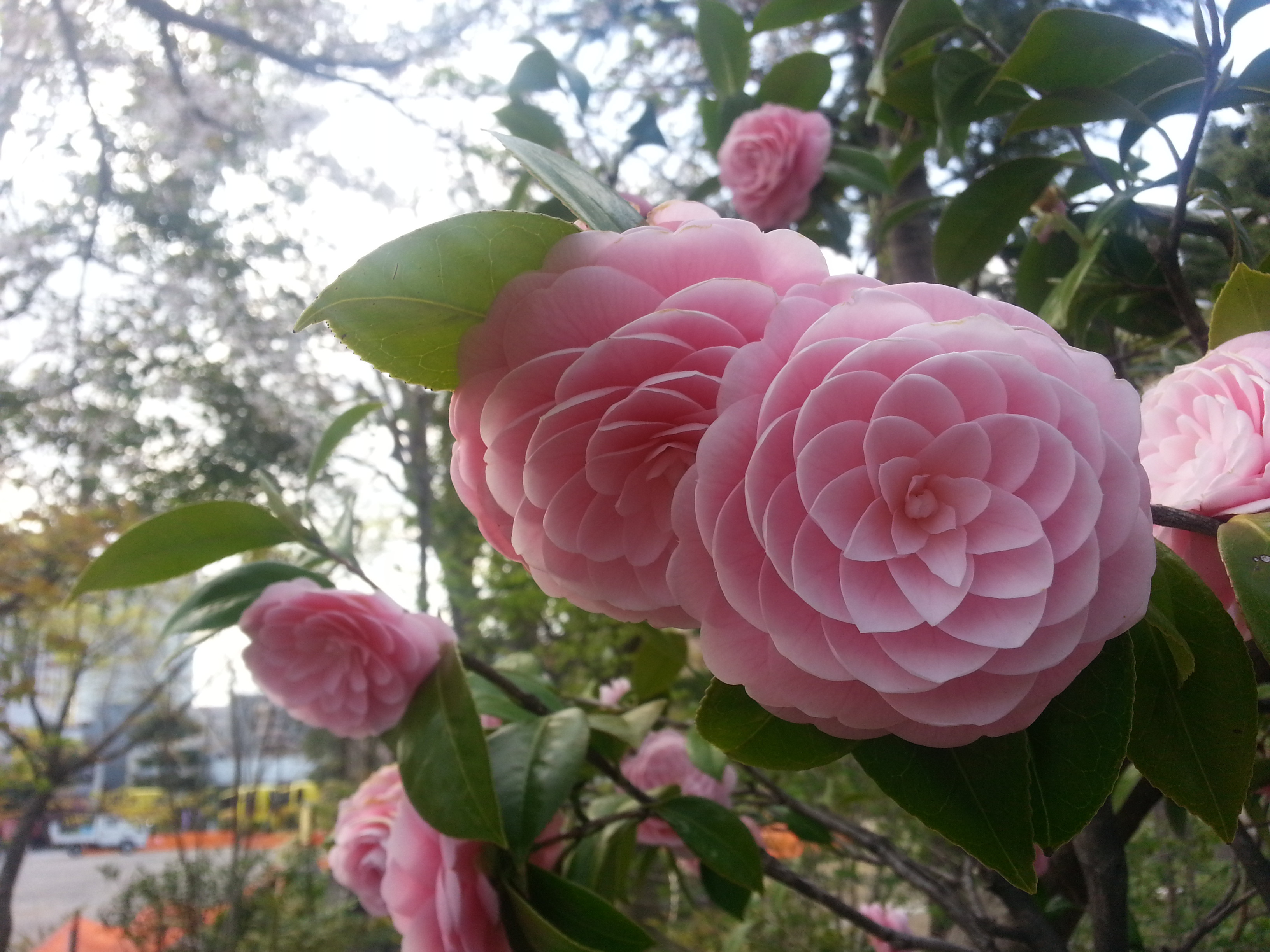 Japanese Flower: Phi at its finest! - Imgur