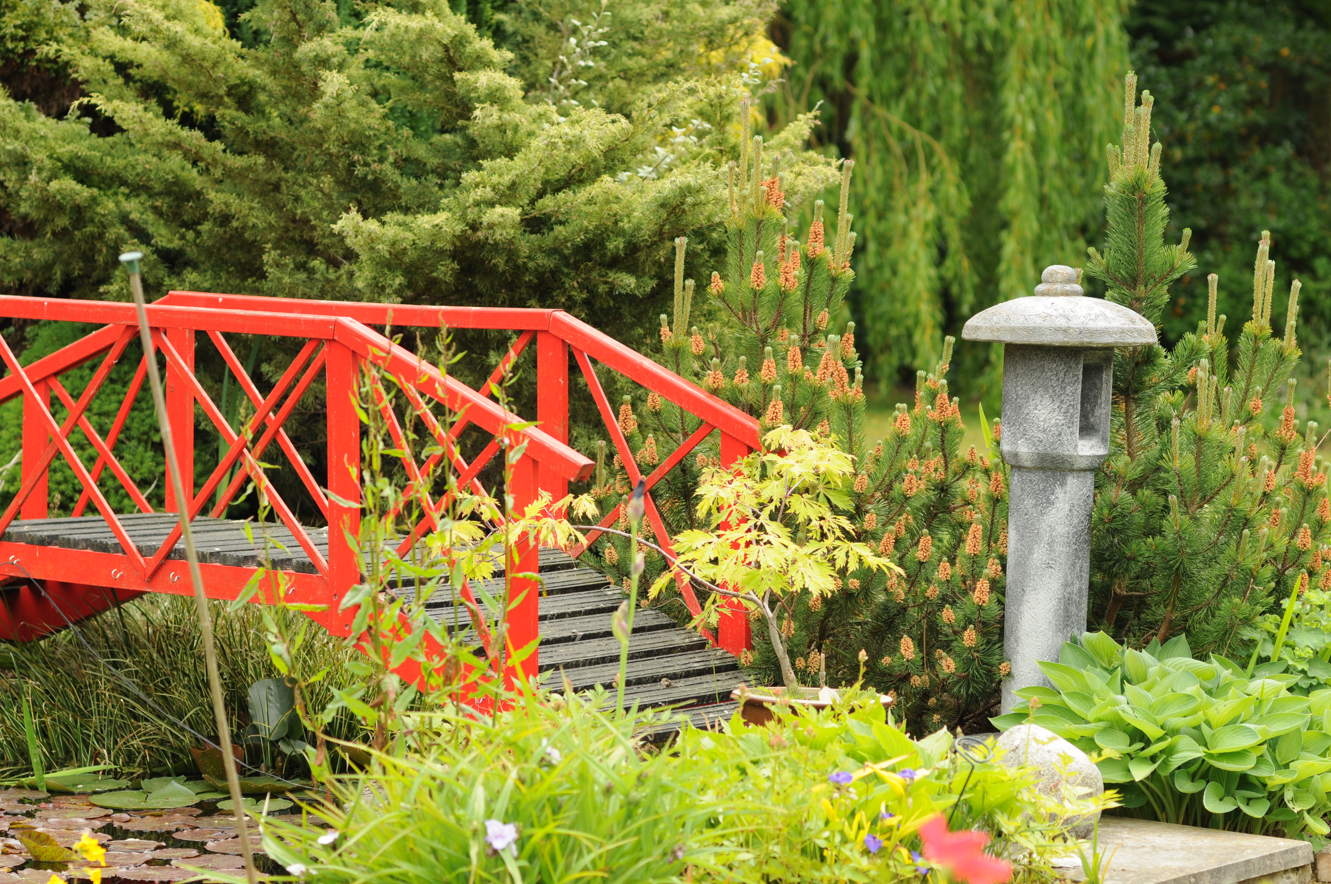 Japanese garden bridge photo