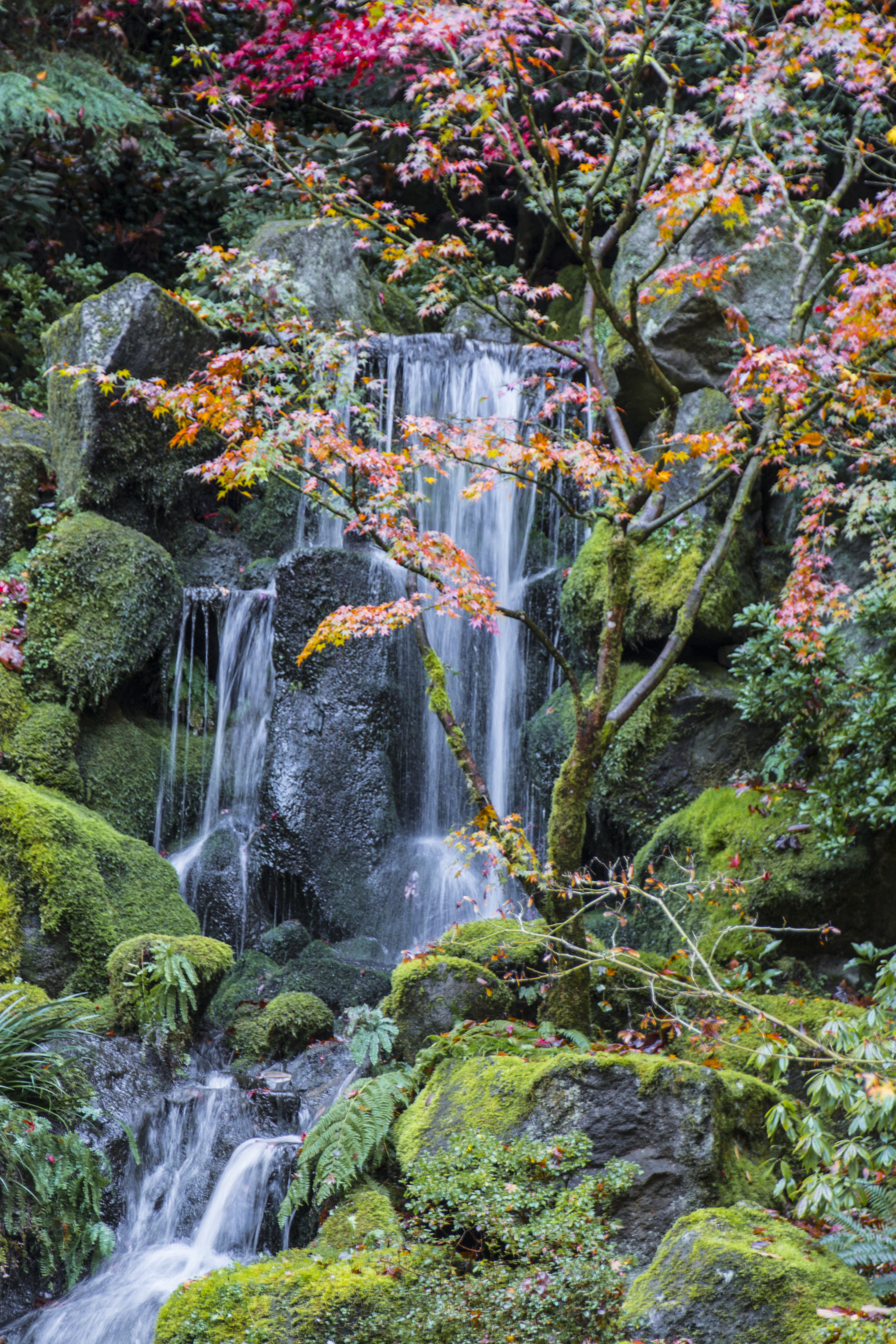 Japanese Gardens, Oregon, fall Trees, Garden, Oregon, Rock, Water, HQ Photo
