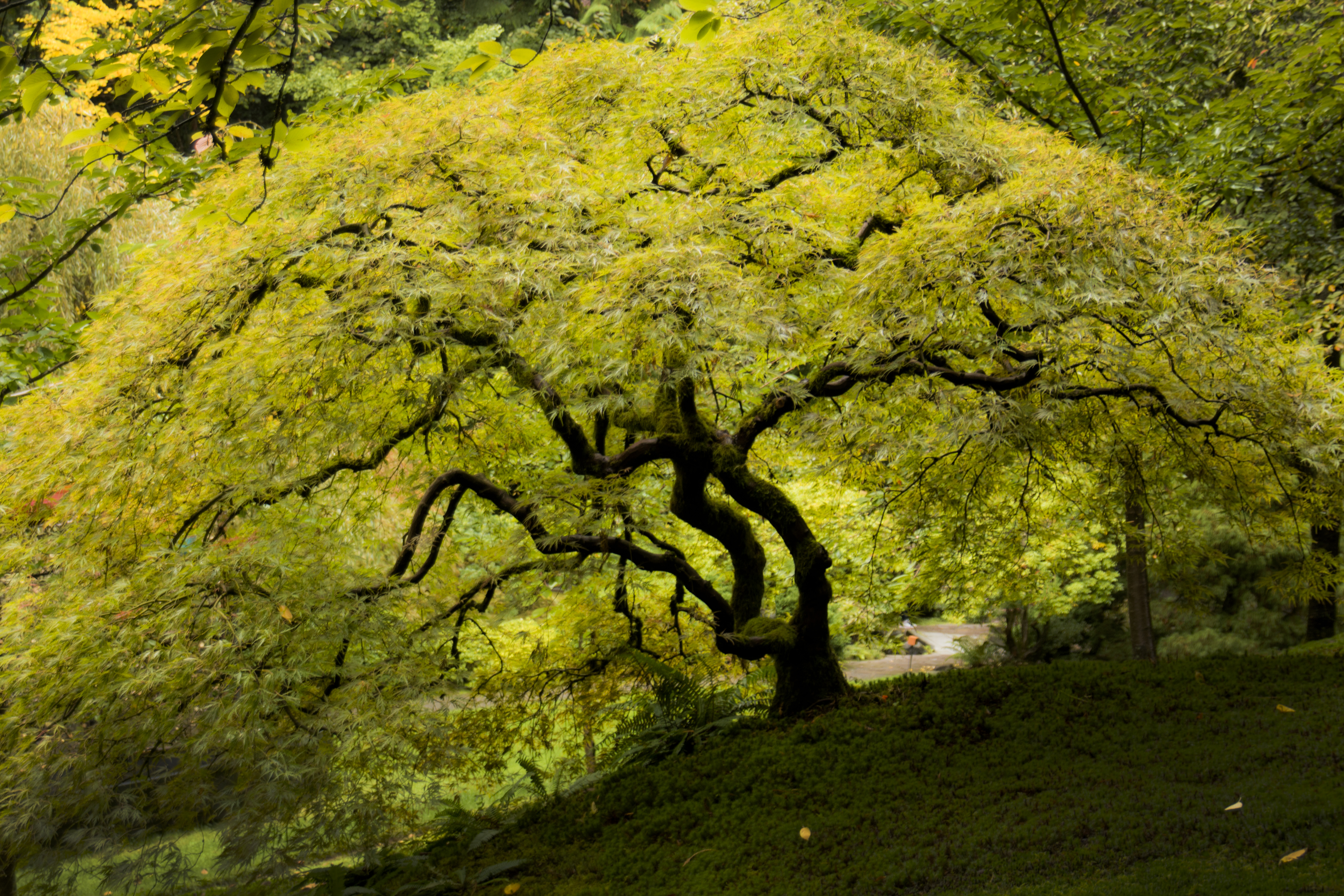 Japanese gardens, oregon, maple tree photo