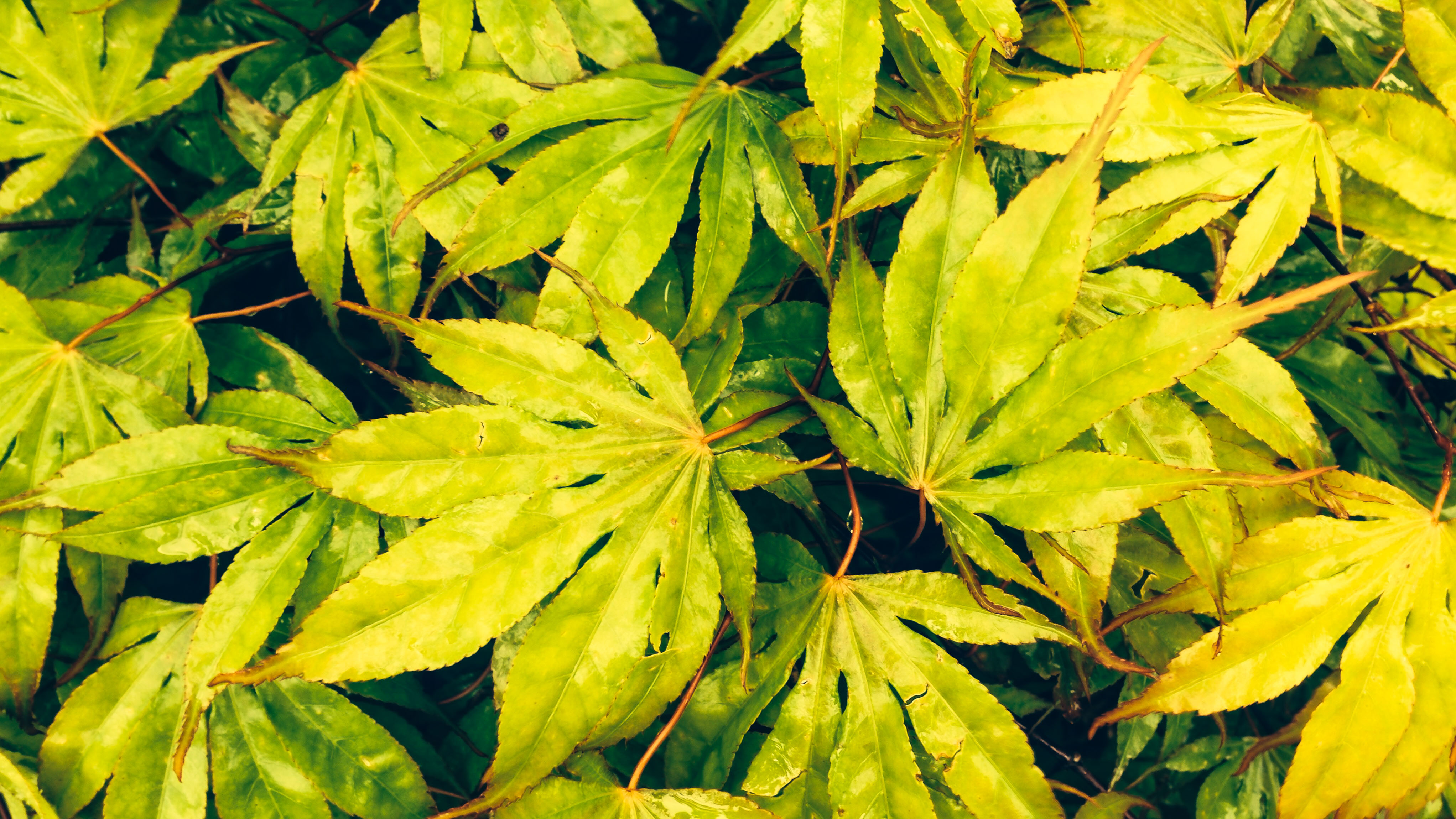 Japanese maple as a texture photo