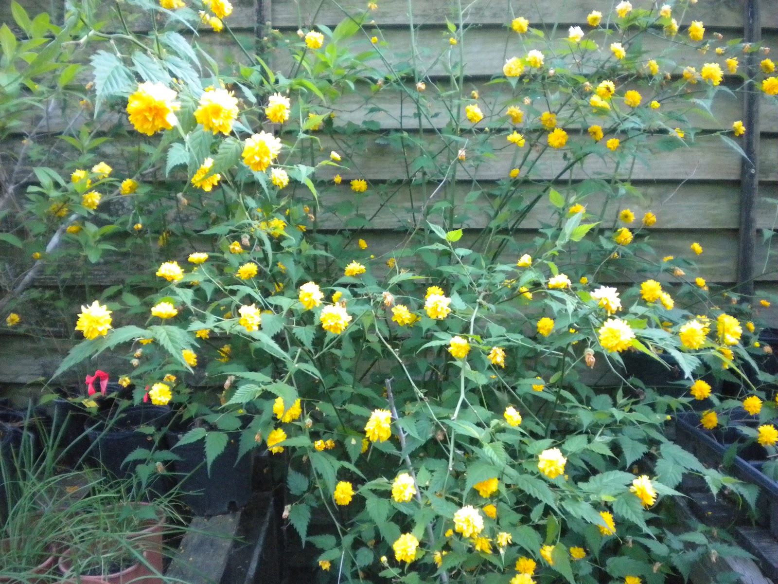 Gardening Shady Style: Kerria: Japanese Thornless Rose or Yellow ...
