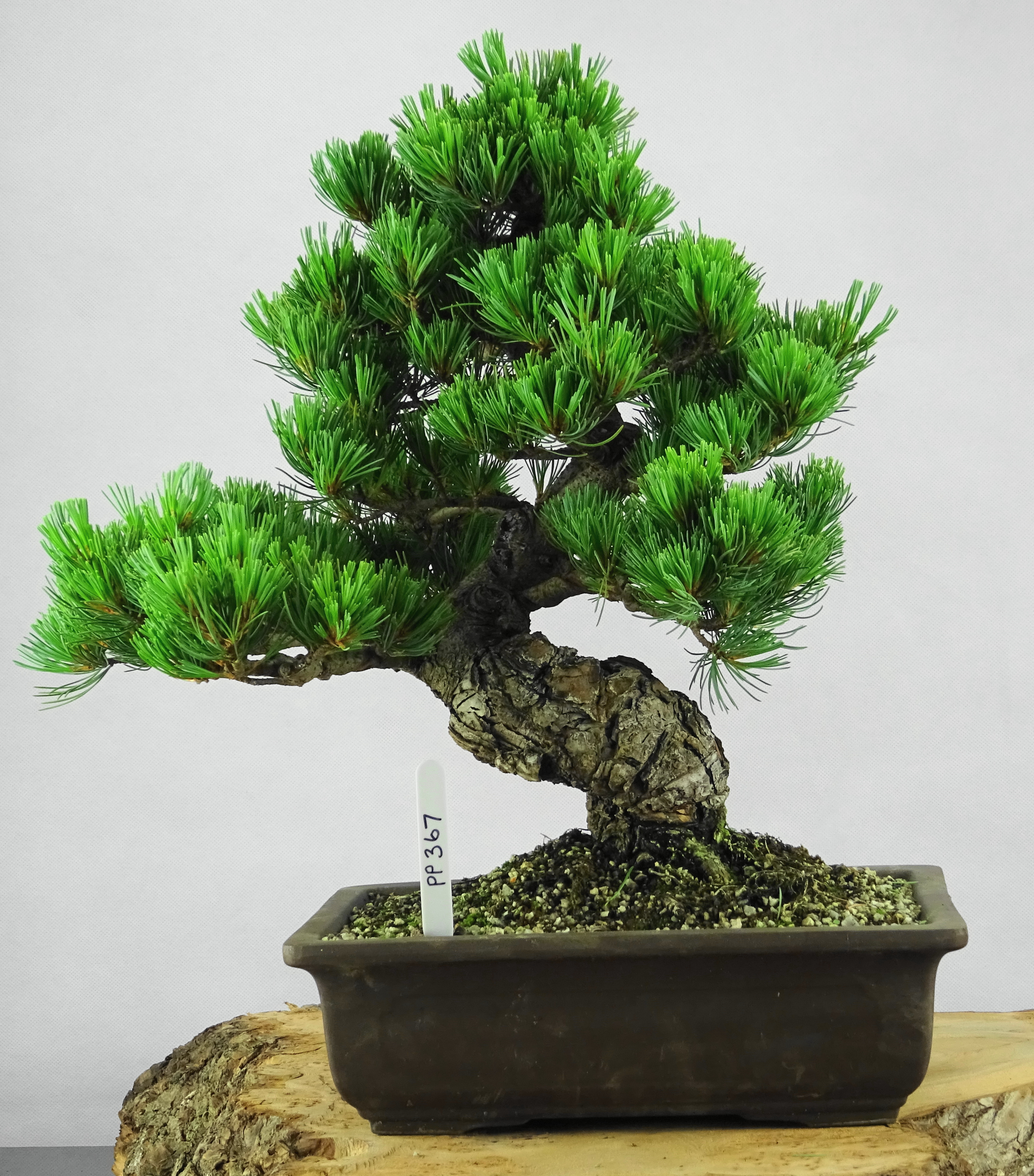 Japanese White Pine-Pinus Parviflora-Specimen - Ryū Bonsai