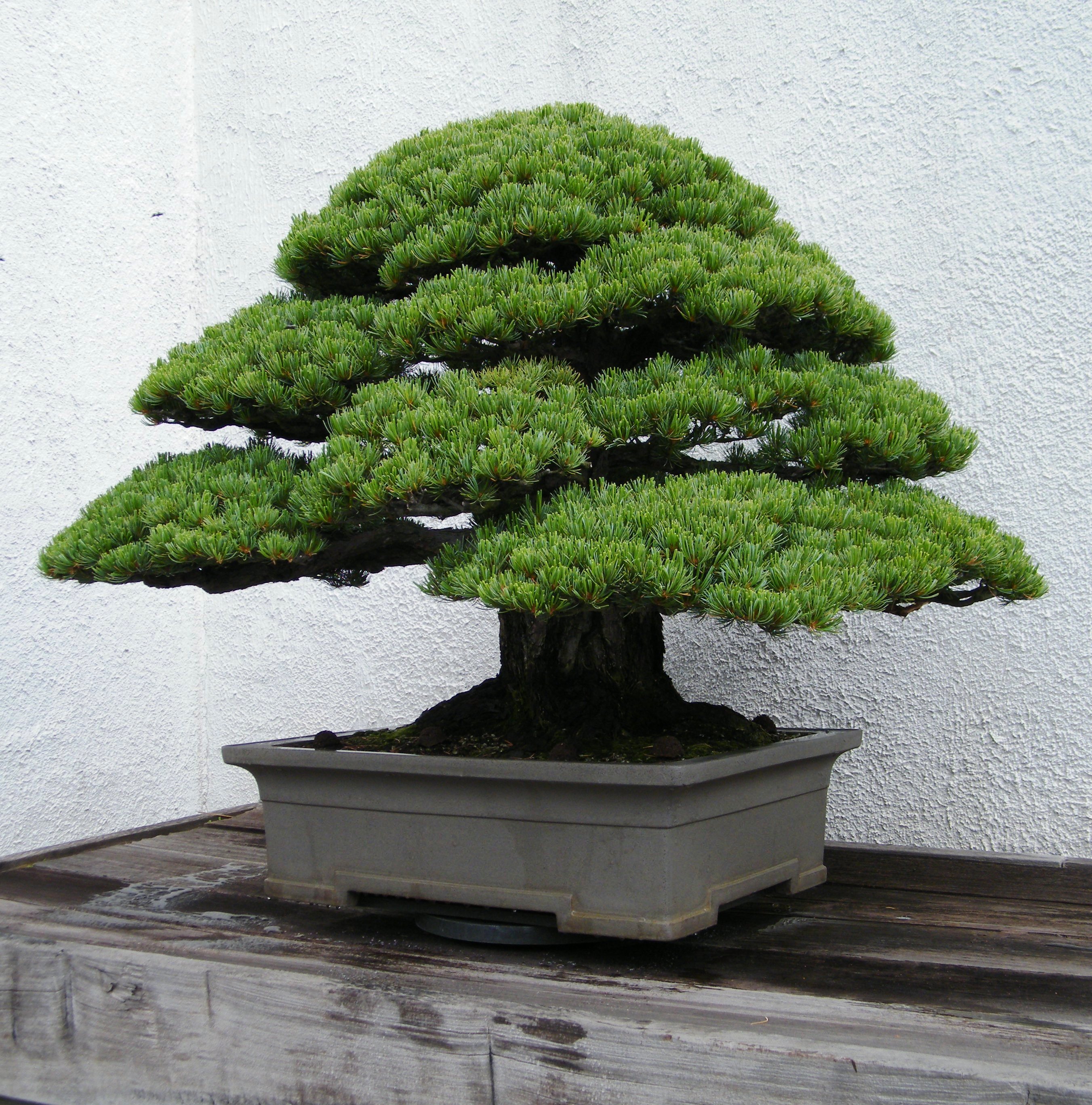 File:Japanese White Pine at National Bonsai & Penjing Museum, May 29 ...