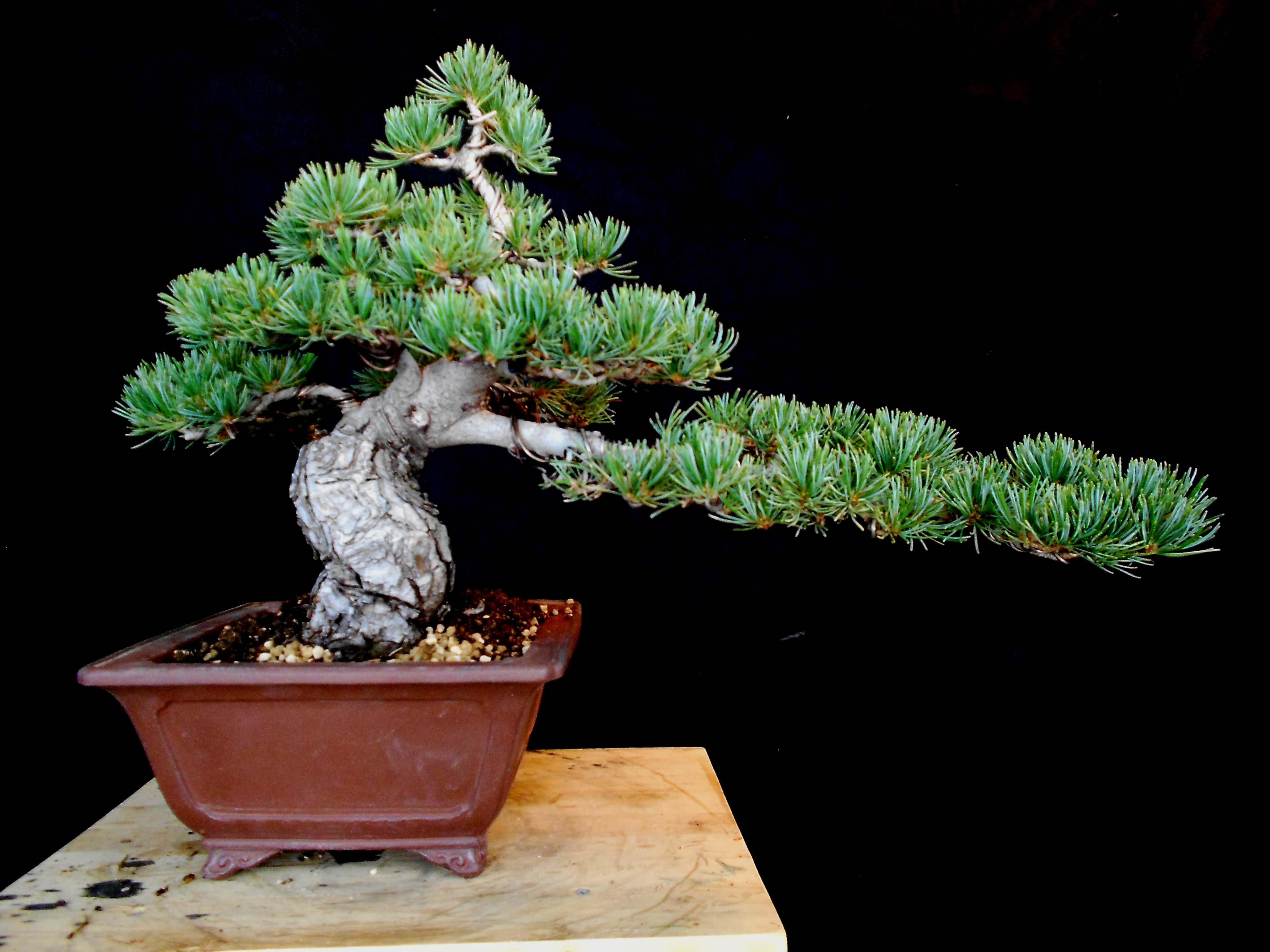 Japanese White Pine (Pinus Parviflora) - Bonsai by Fields, LLC