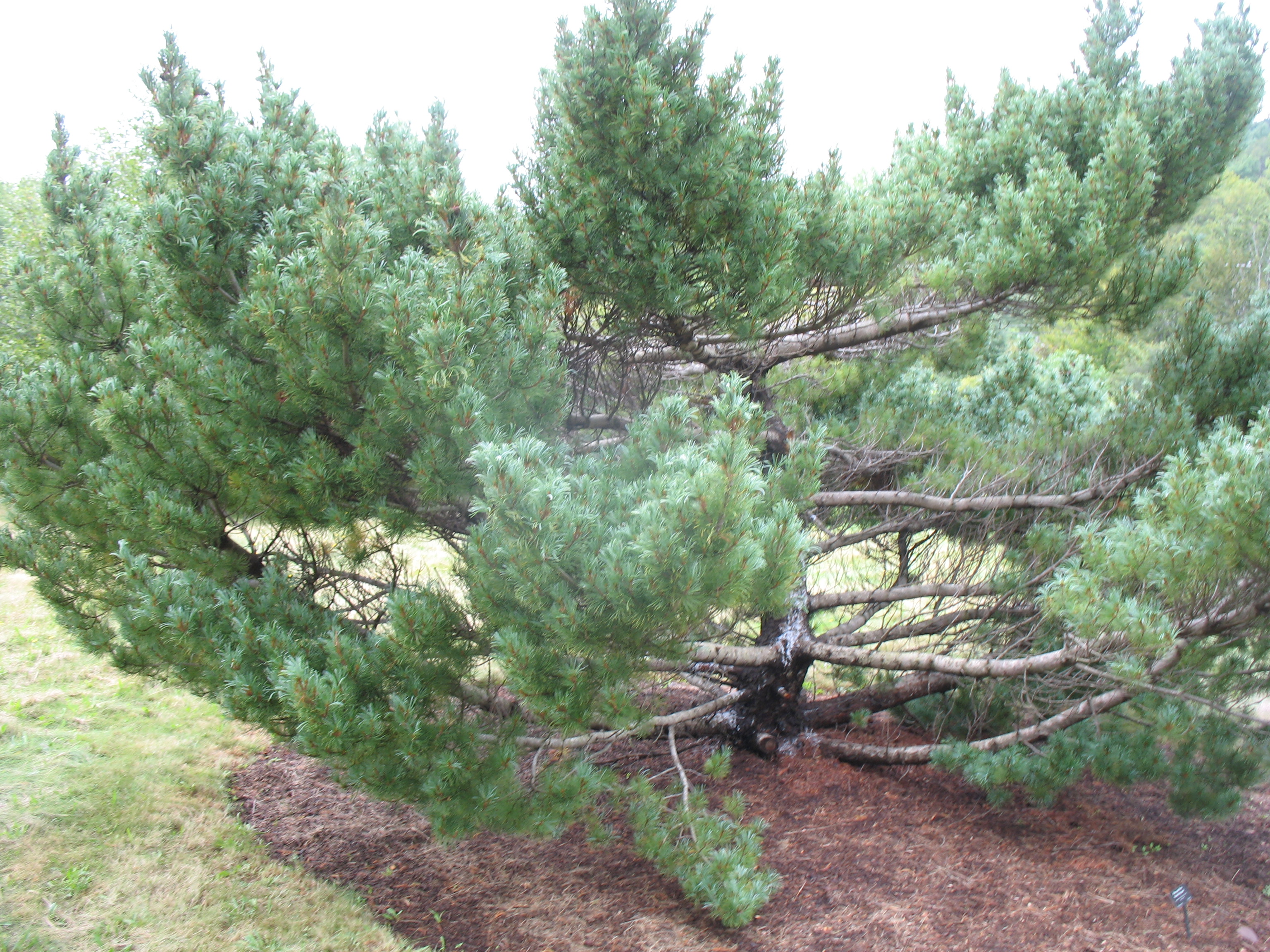 Online Plant Guide - Pinus parviflora 'Bonnie Bergman' / Japanese ...