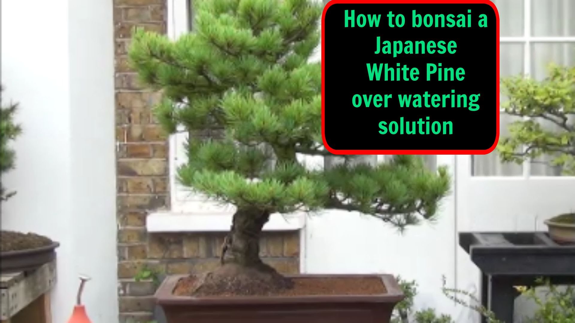 How to bonsai a Japanese White Pine - Over watering and solution ...
