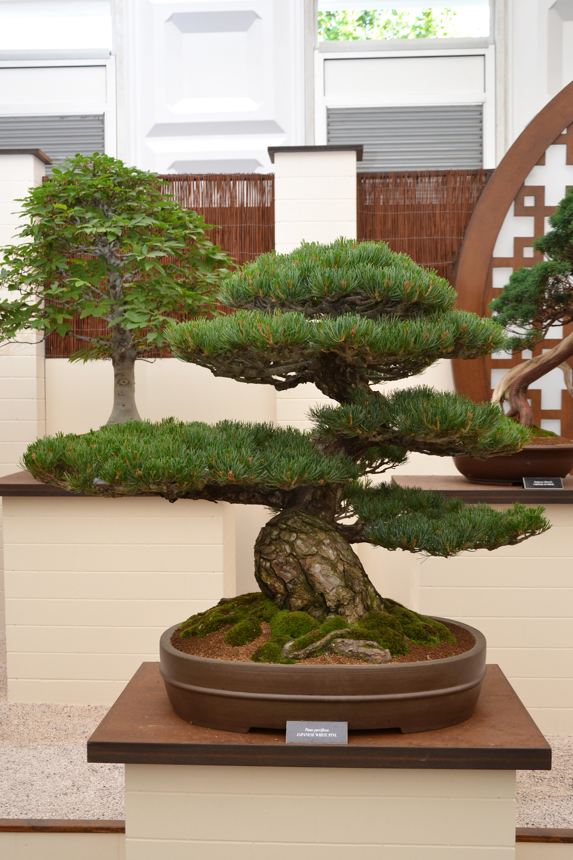 Japanese white pine bonsai photo