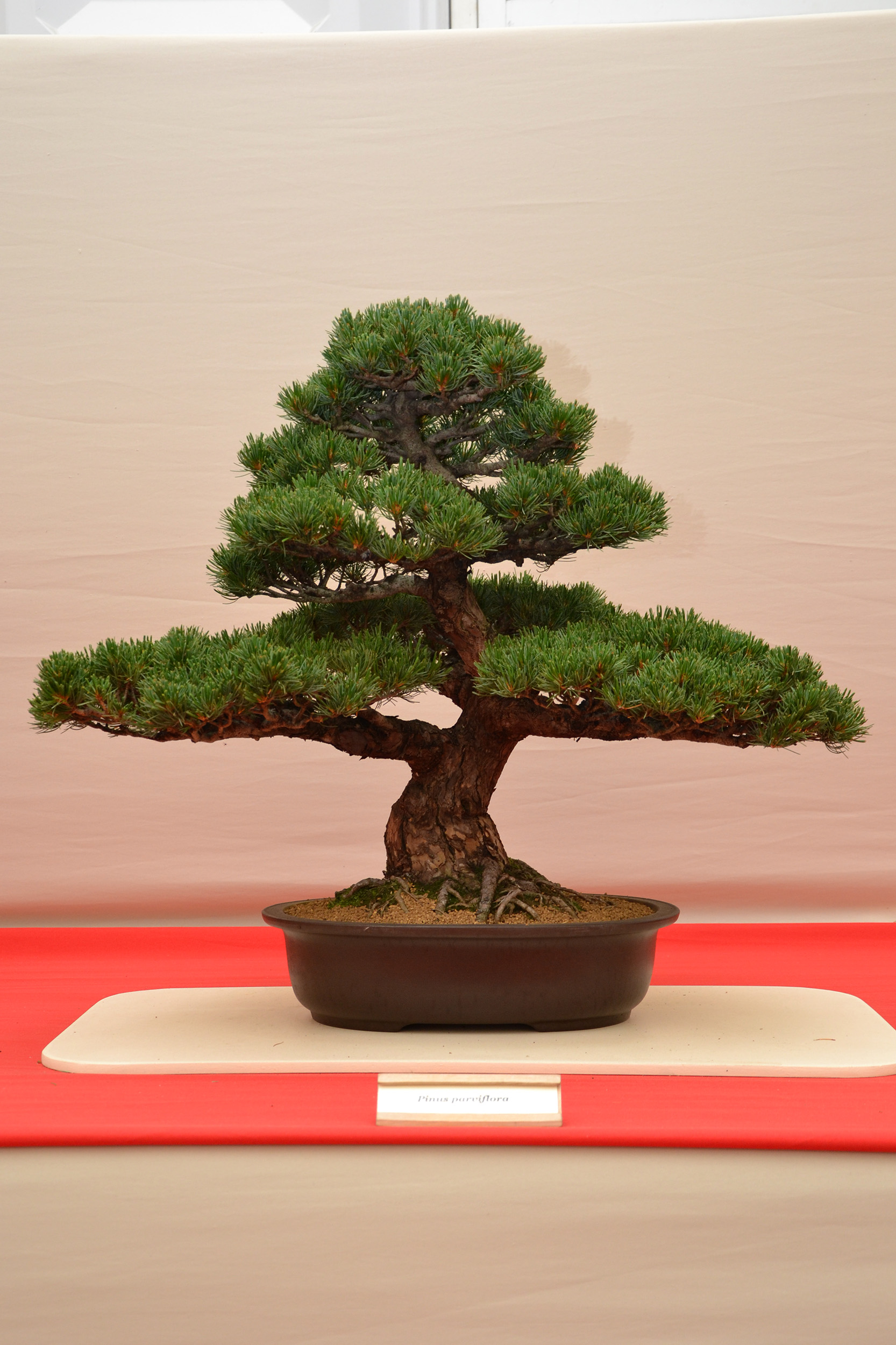 Japanese white pine bonsai photo