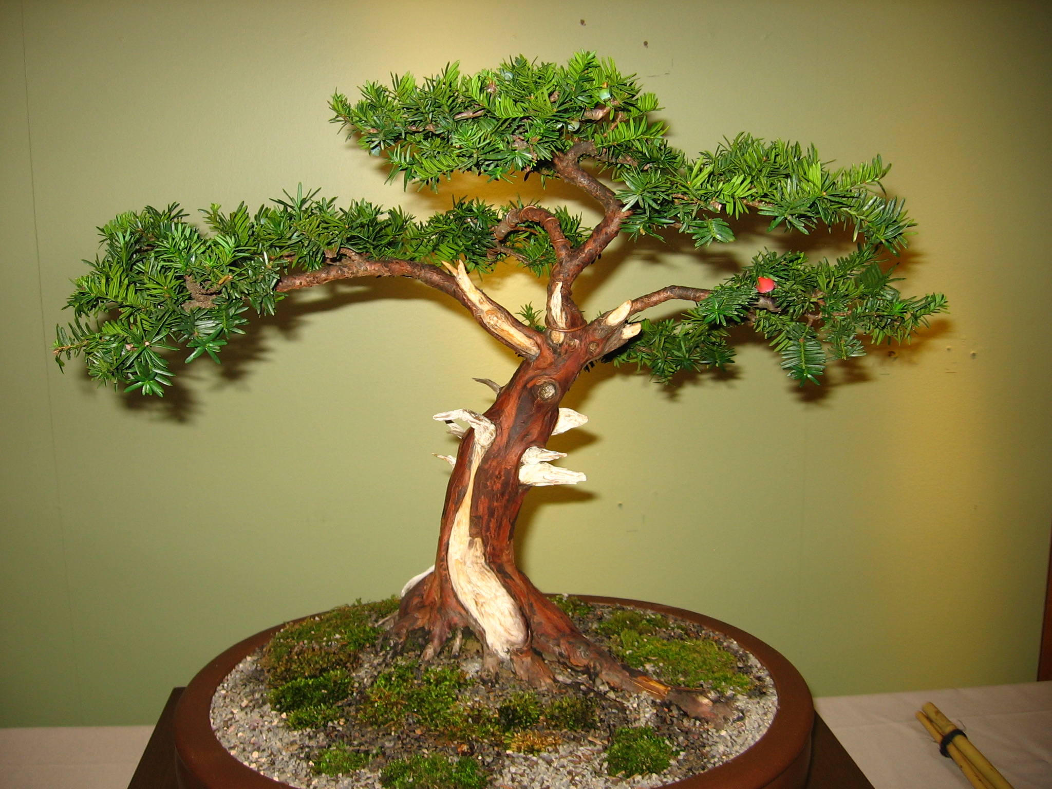Japanese yew bonsai photo