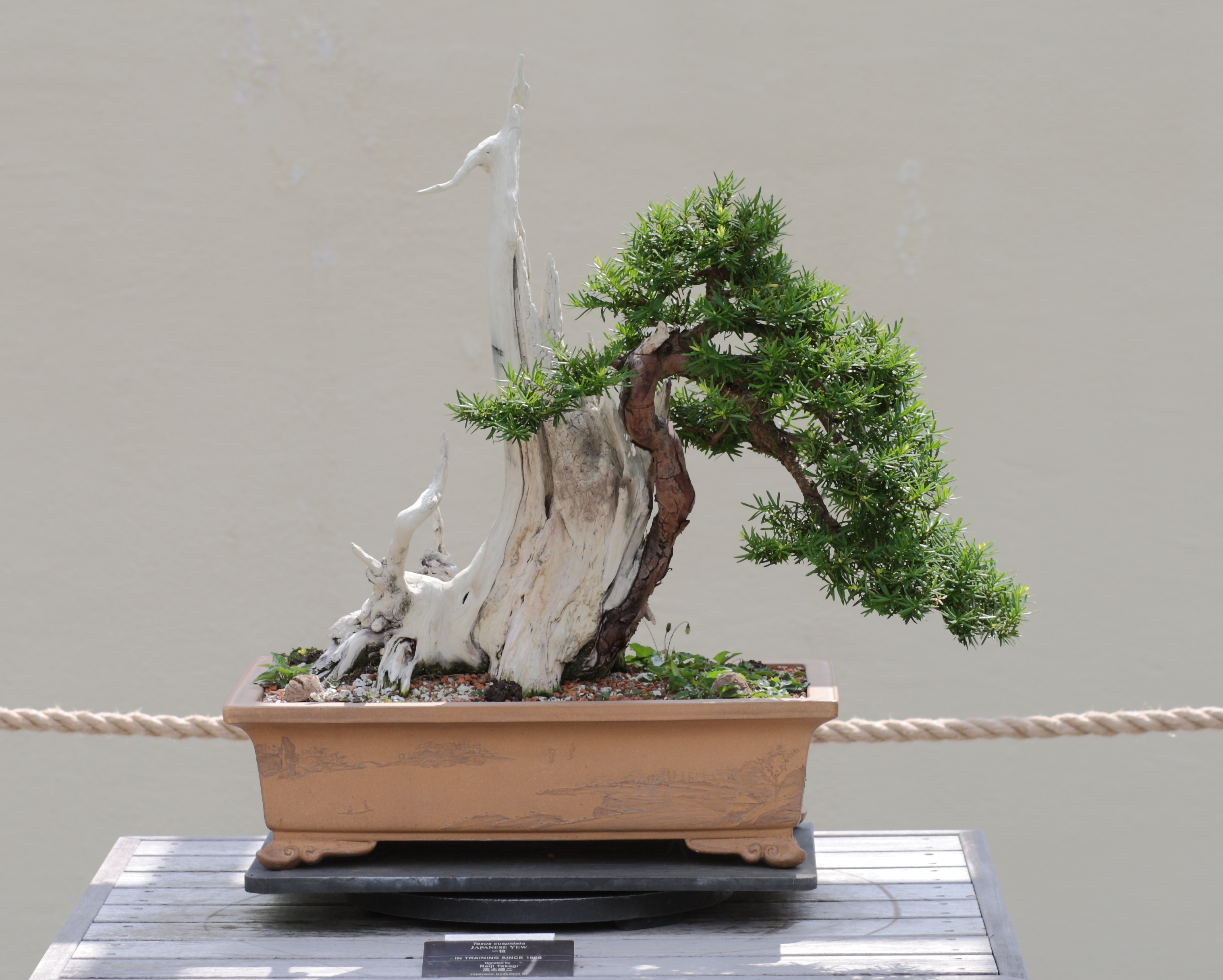 File:Japanese Yew bonsai, 2011-05-29.jpg - Wikimedia Commons