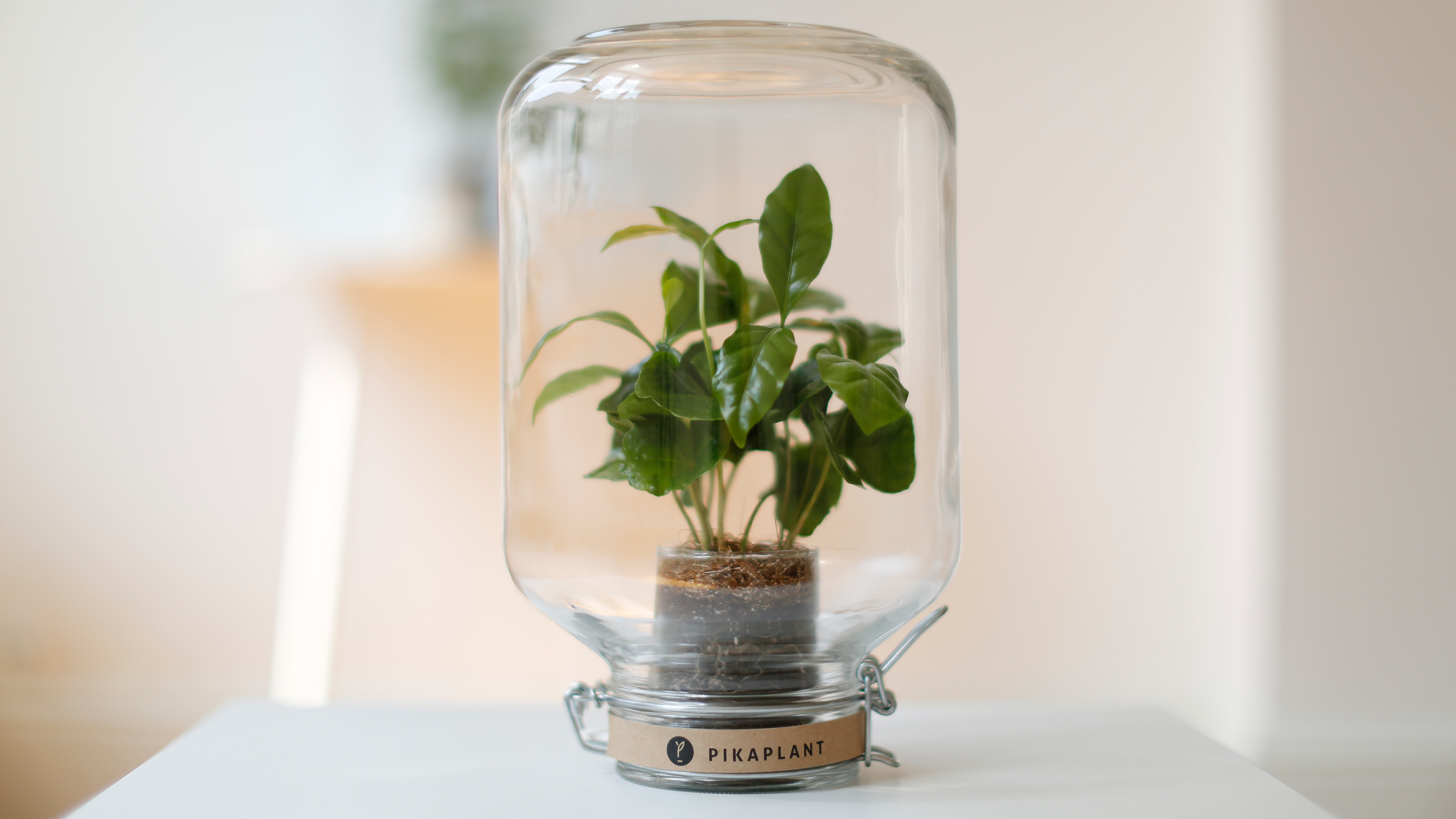 Pikaplant Jar Coffea arabica | coffee plant ecosphere