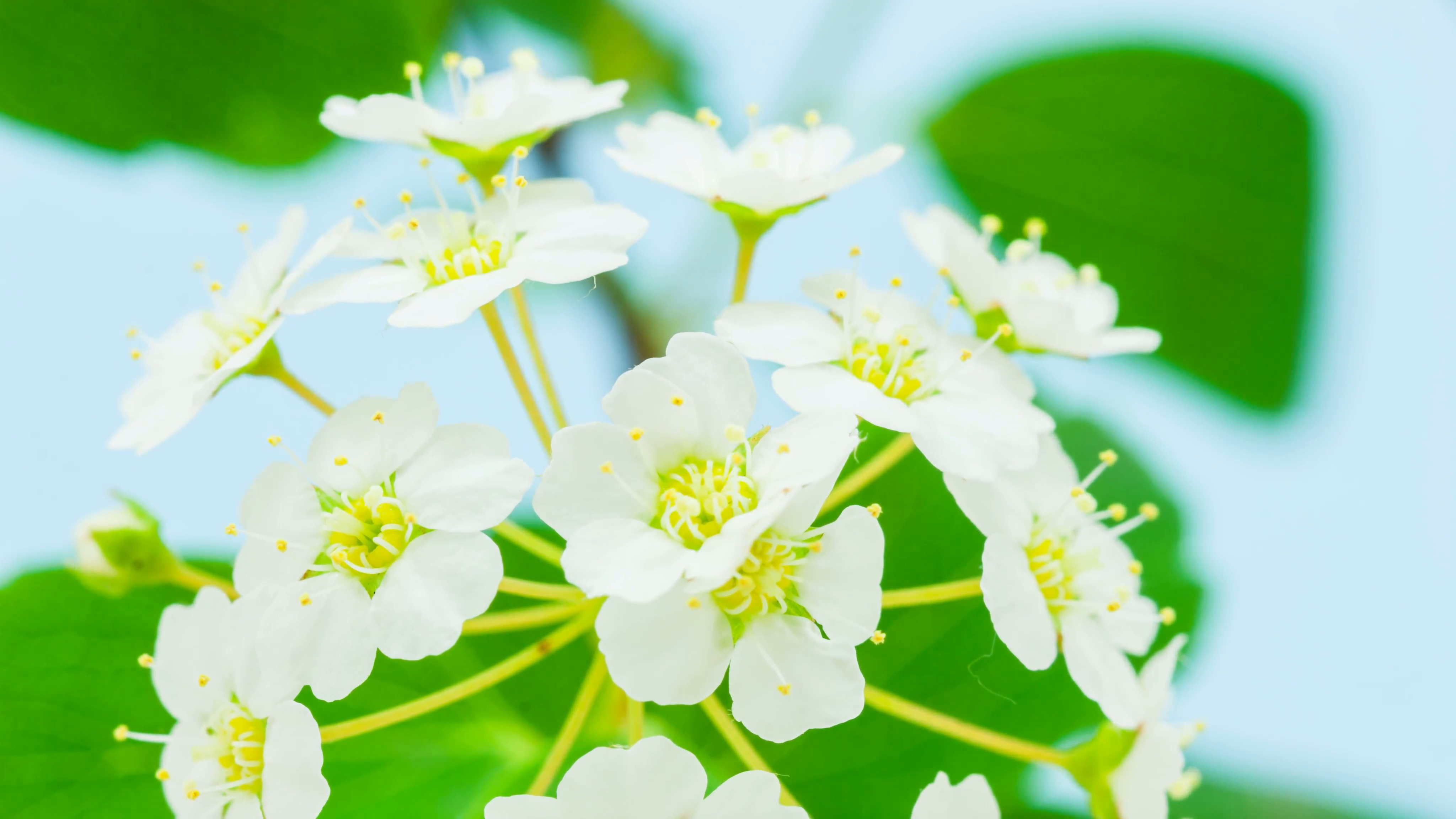 White jasmine flower growing timelapse on a blue background Stock ...