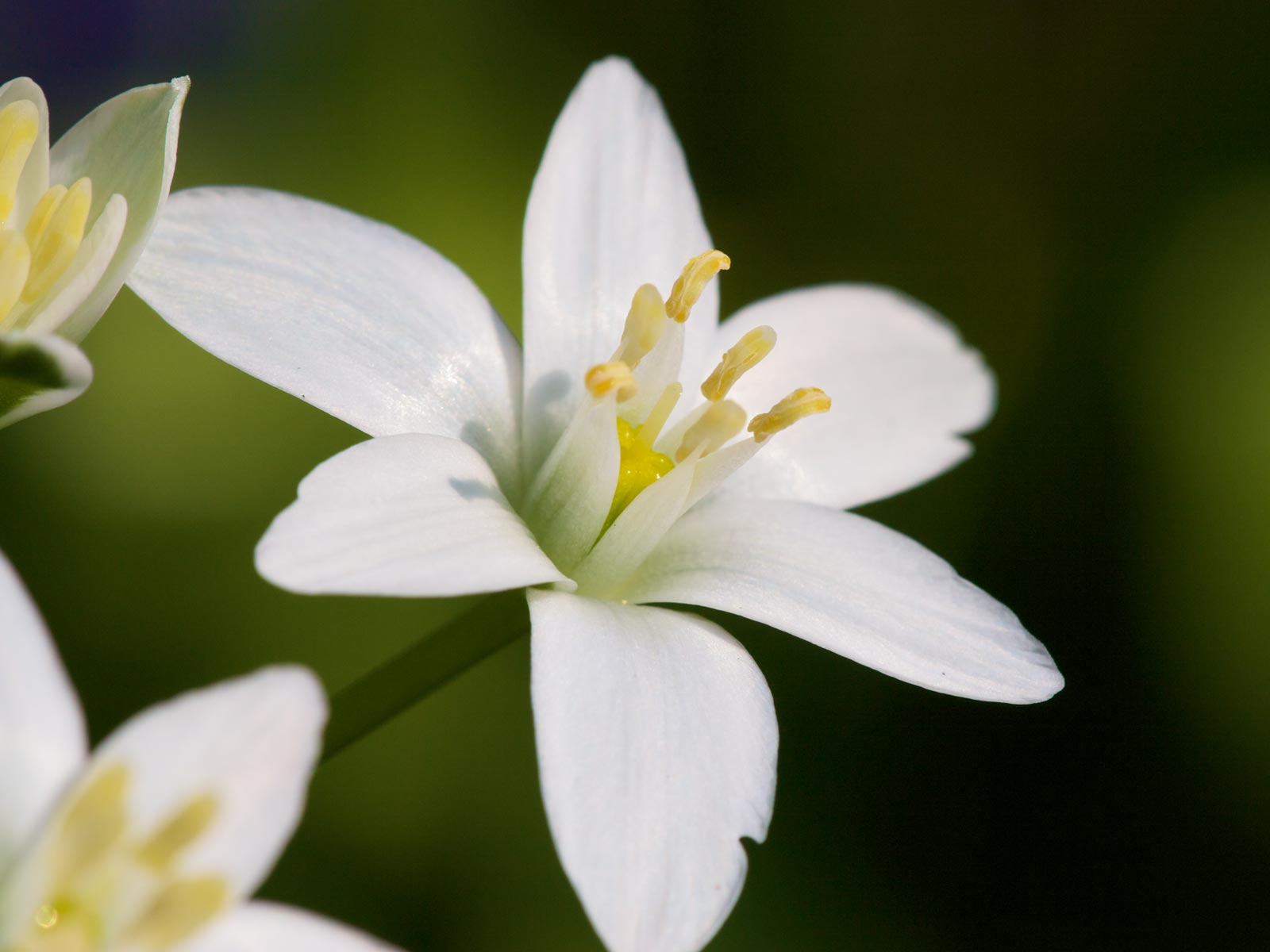 Jasmine is Popular Evergreen Flowers