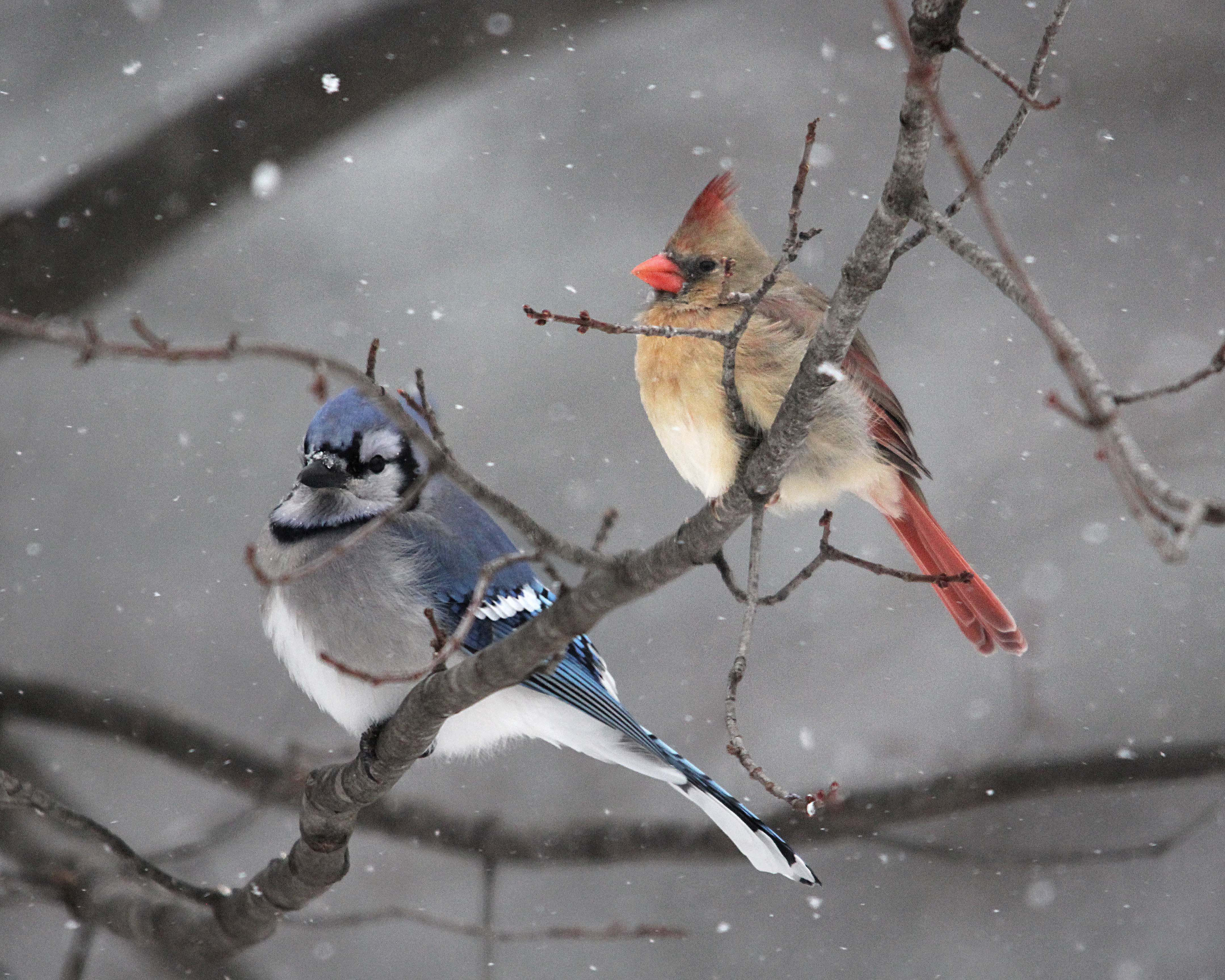 Winter Blue Jay & Female Cardinal - Birds and Blooms