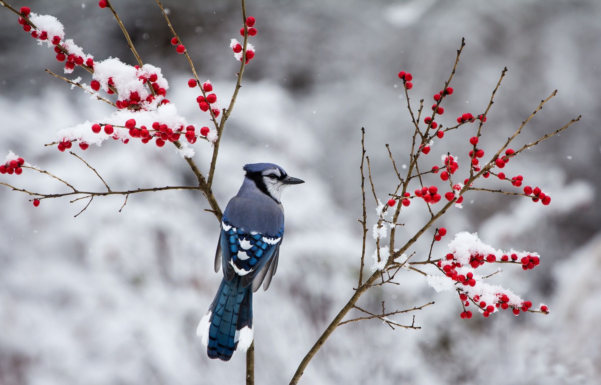 blue jay berries winter branches snow bird | Animals | Pinterest