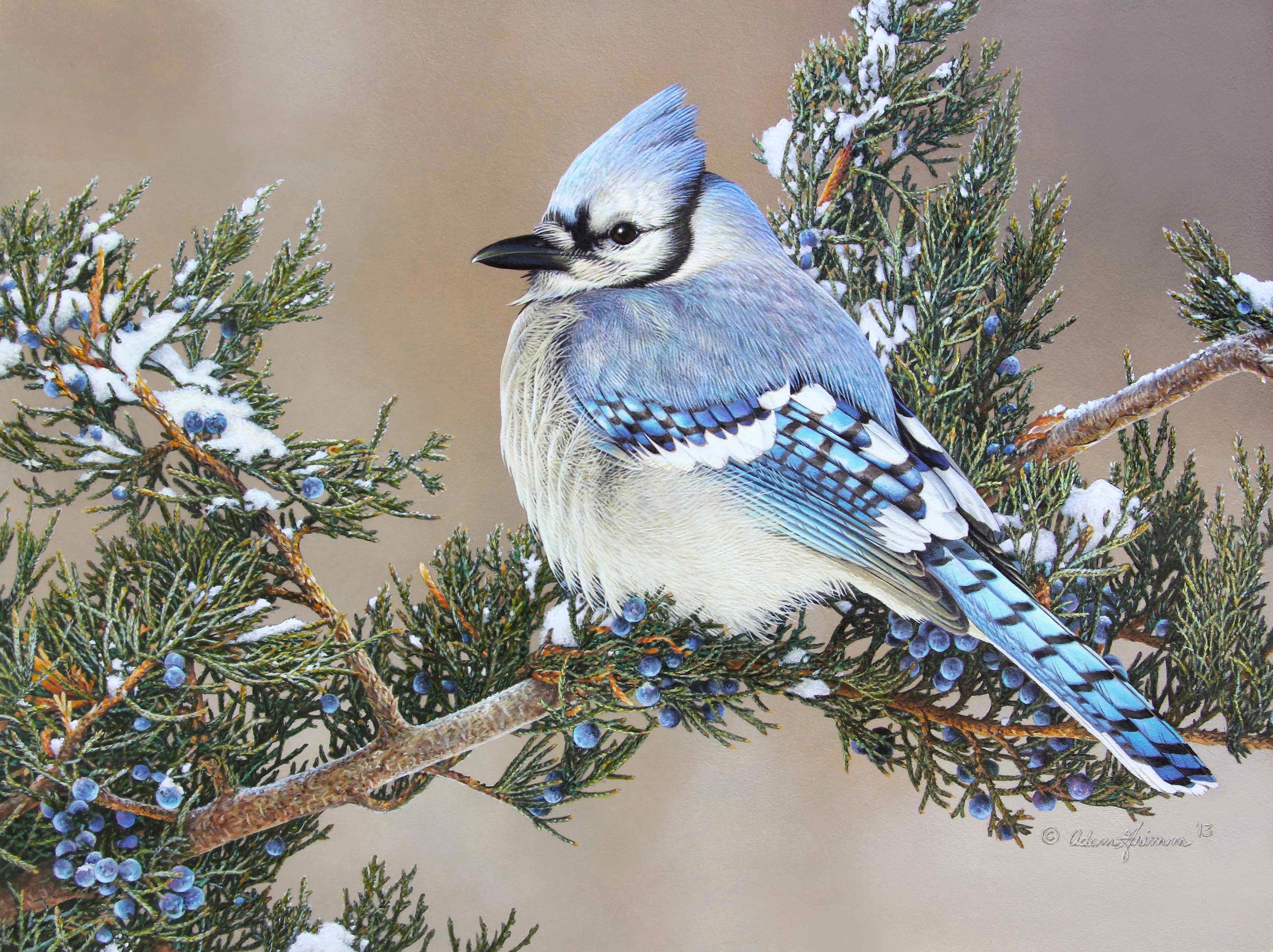 winter-day-blue-jay – Adam Grimm Wildlife Art