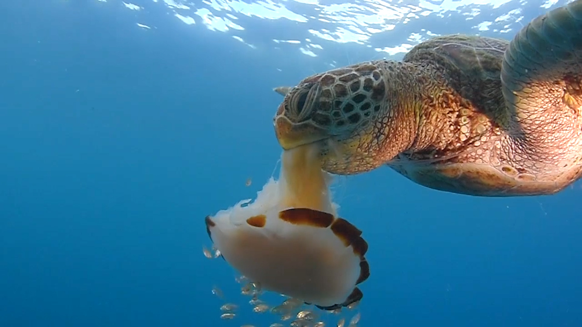 See a Sea Turtle Devour a Jellyfish Like Spaghetti