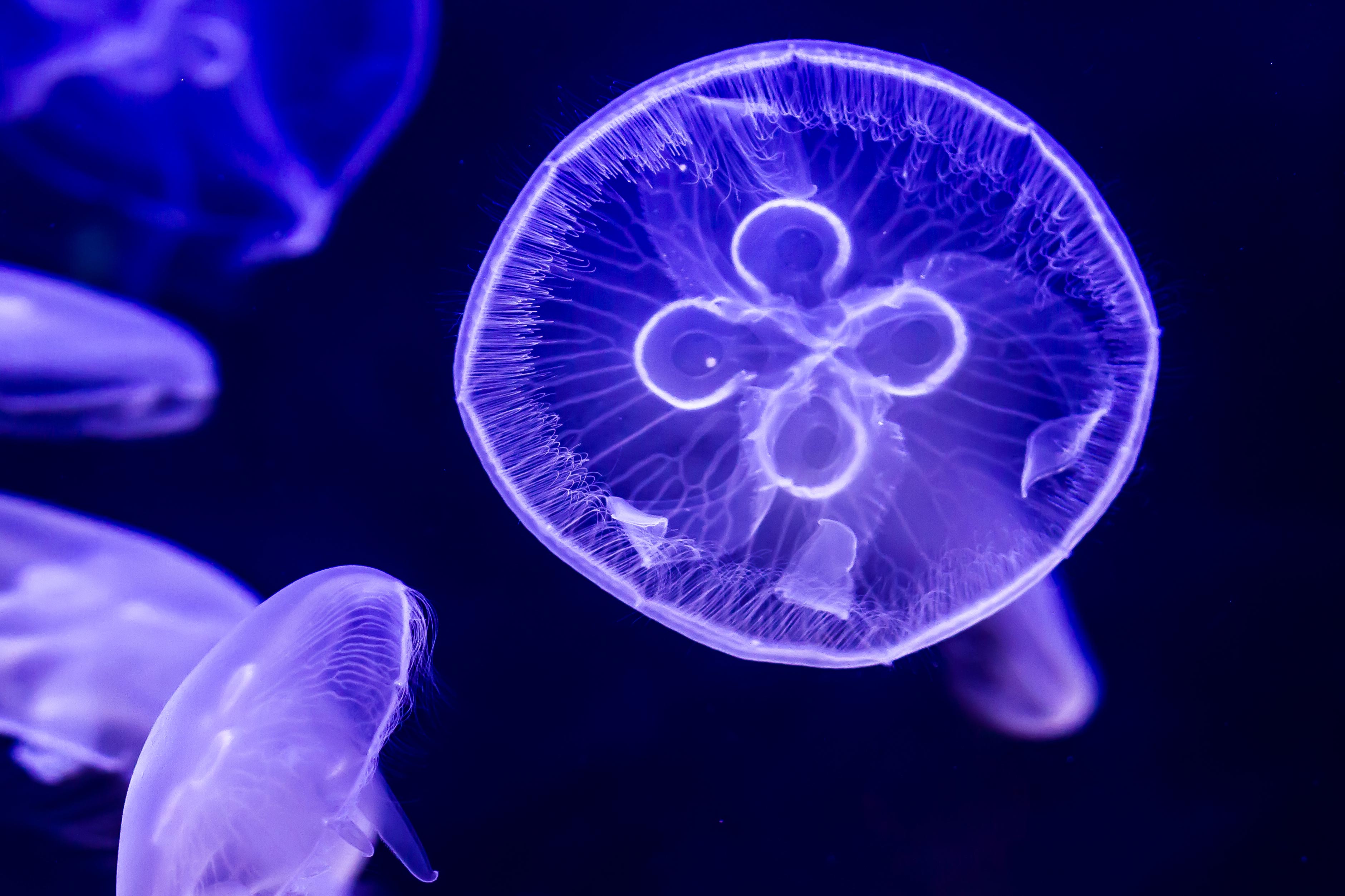 Moon Jellyfish - Live Pet Jellyfish