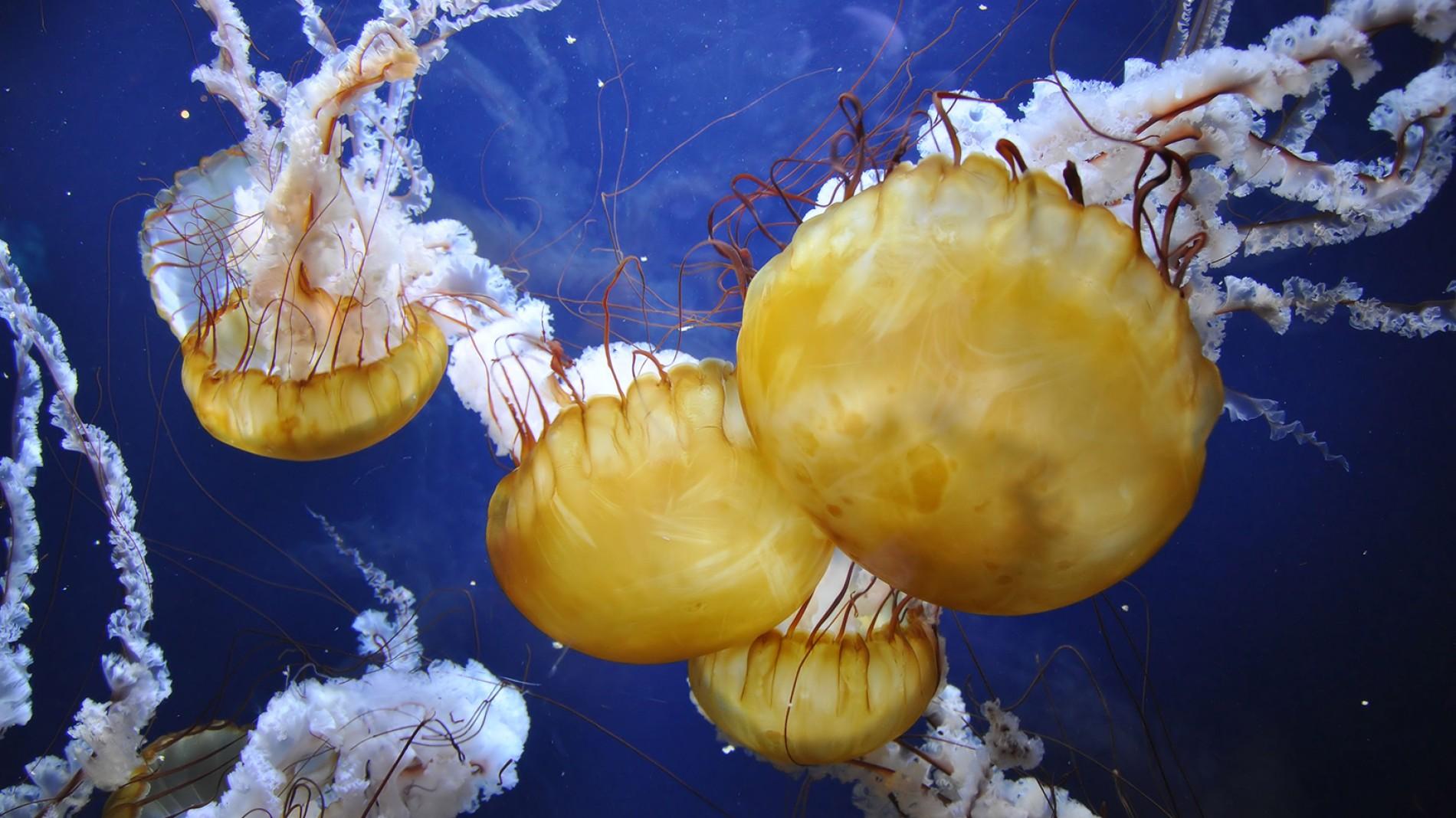 jellyfish-yellow.ngsversion.1463752708878.adapt.1900.1.jpg