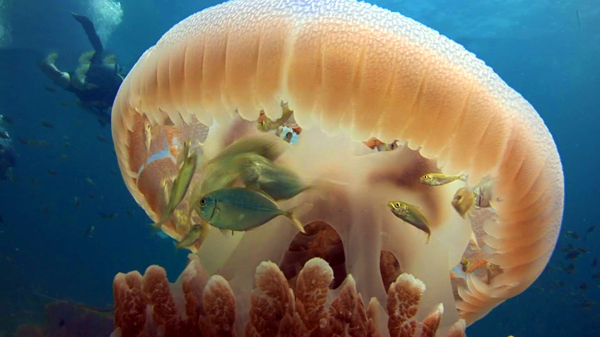 Baby fish hide from predators under a jellyfish's translucent bell ...