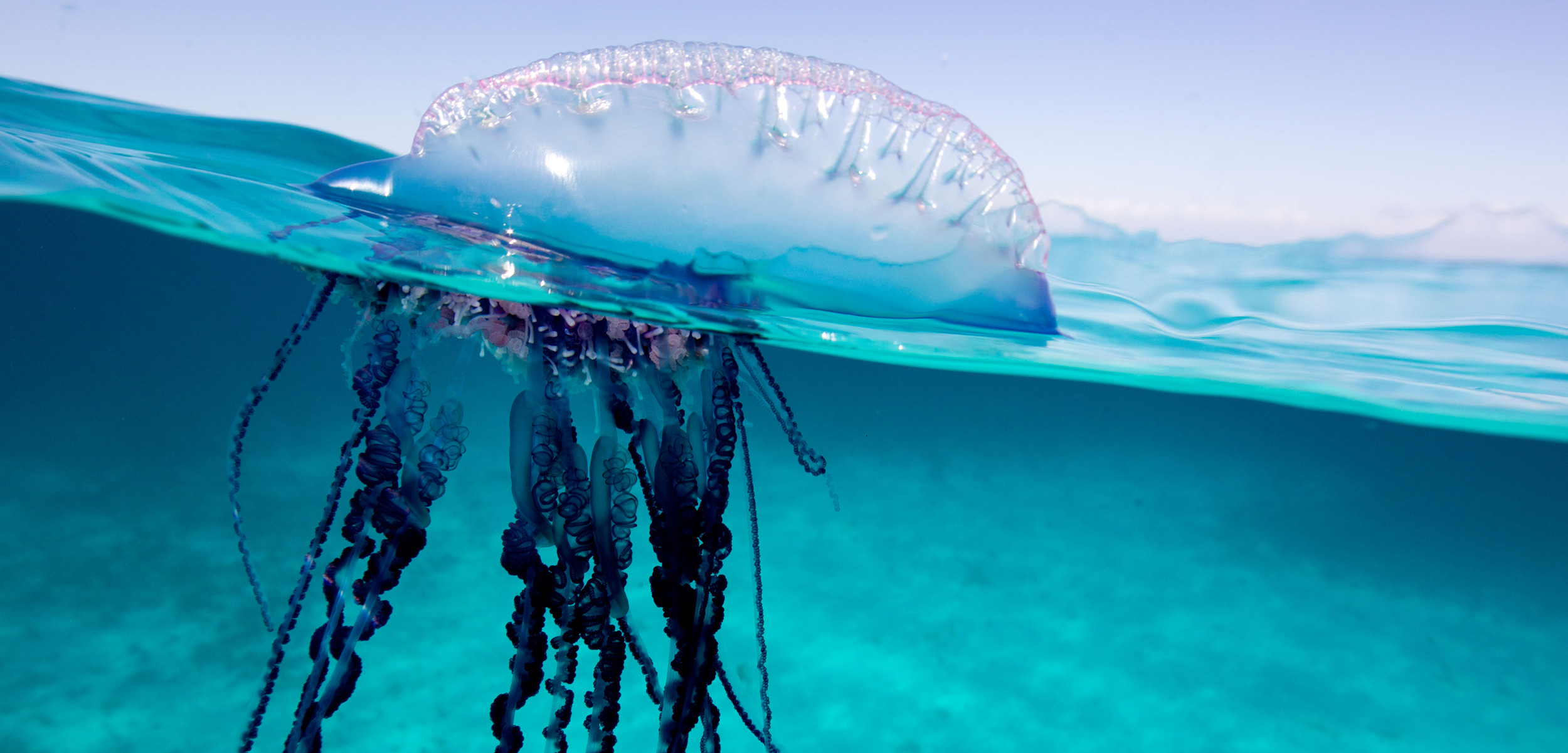 Jelly fish photo