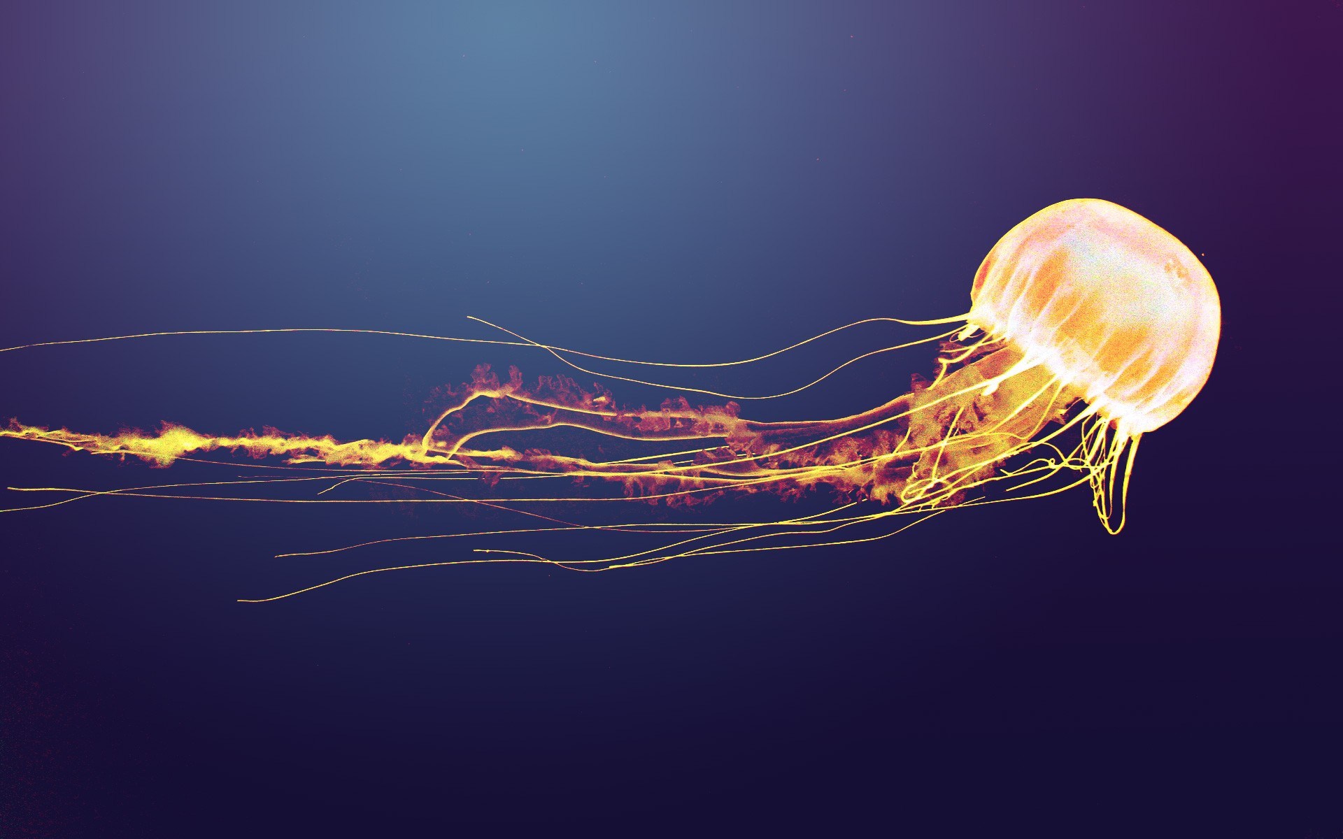 Jellyfish HD Wallpaper, Background Images