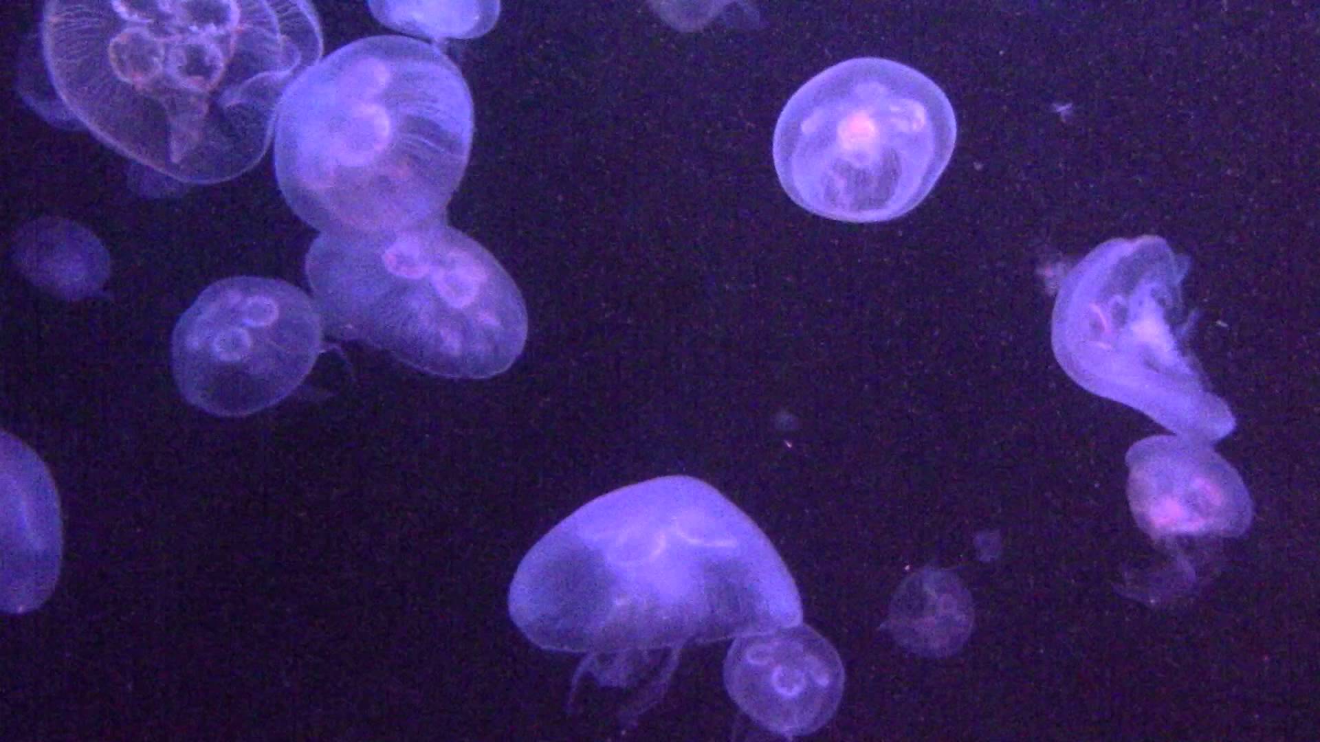 baby jellyfish - YouTube
