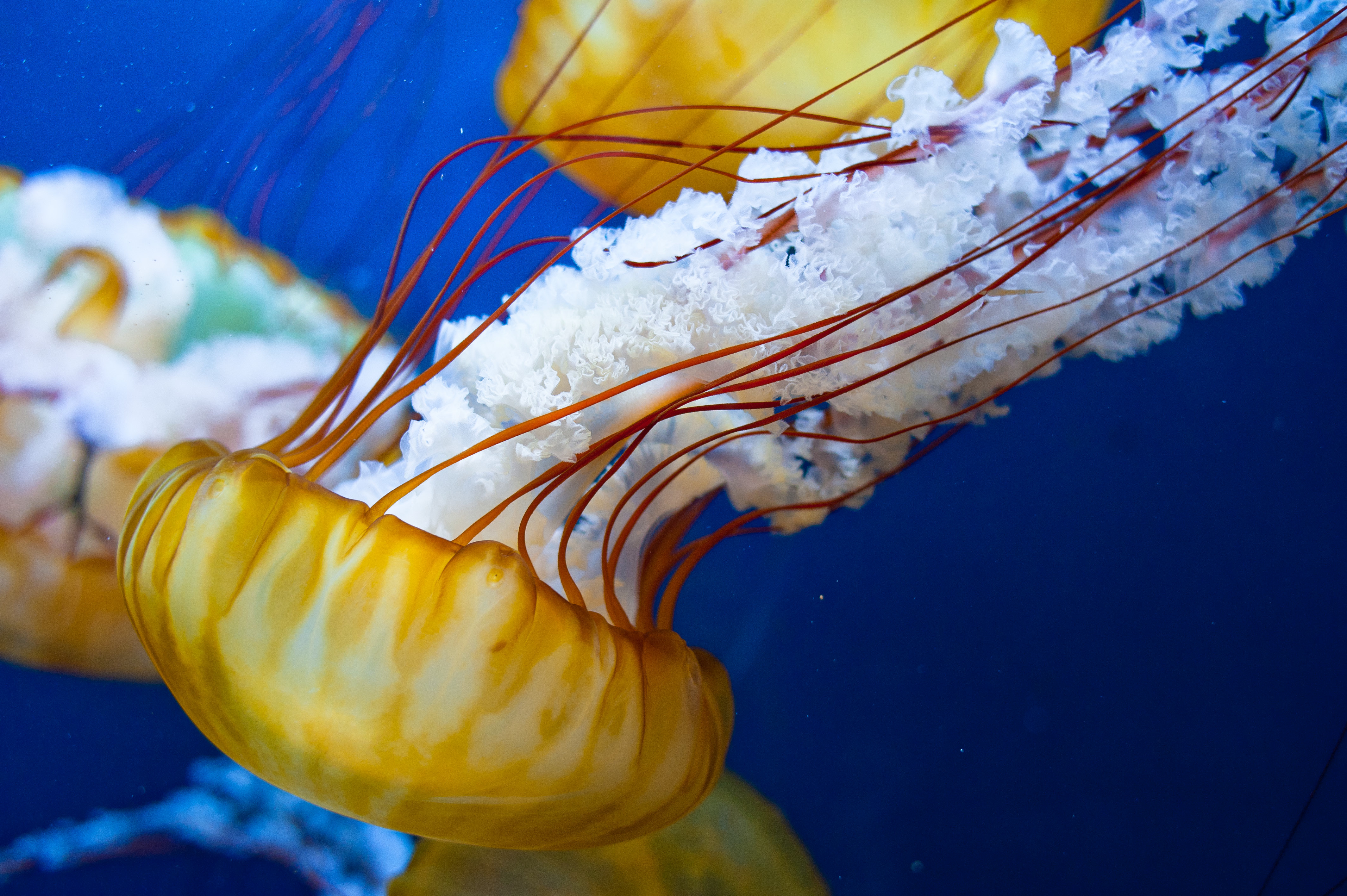 Jellyfish venom capsule length association with pain