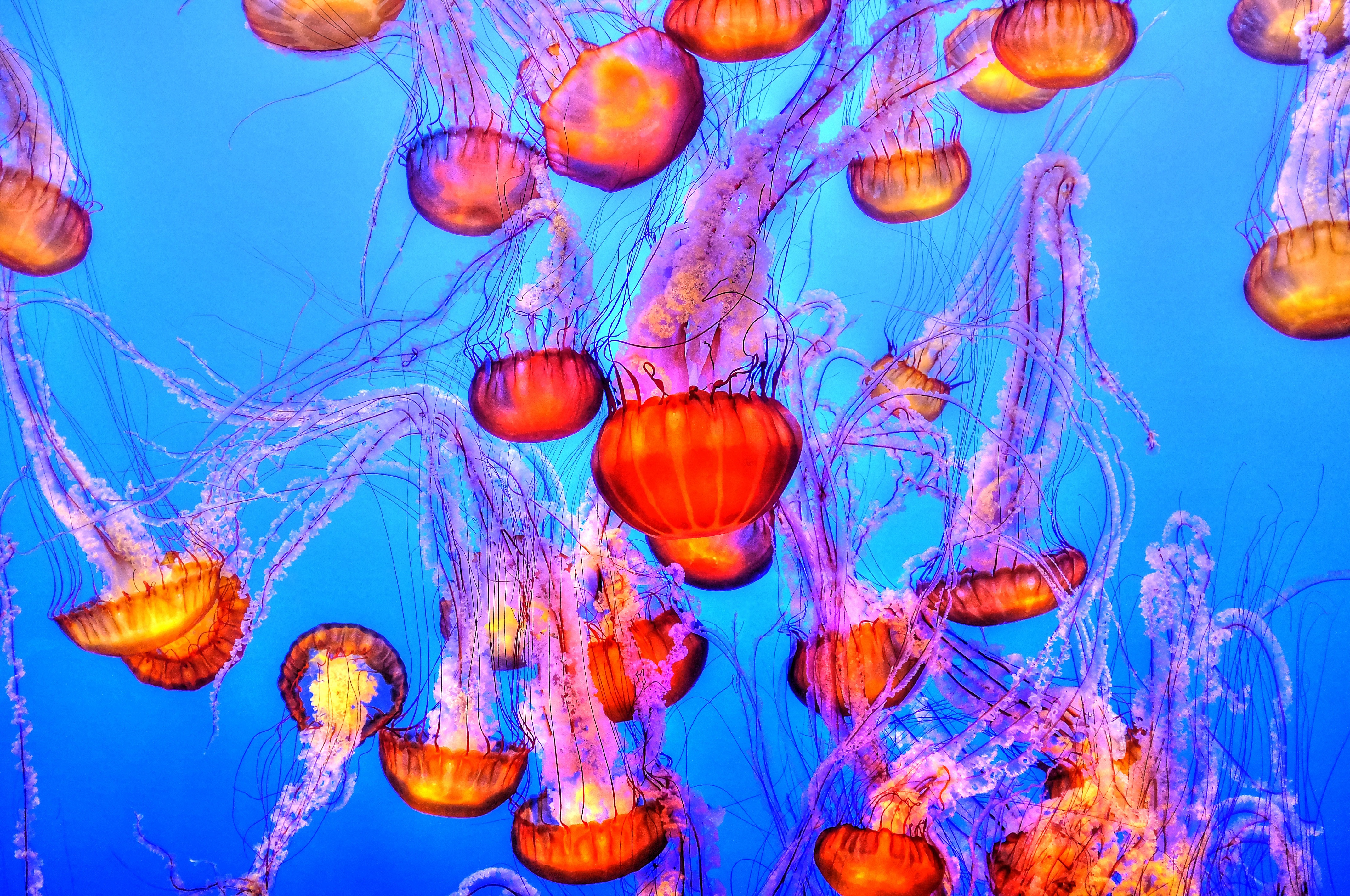 You're treating jellyfish stings all wrong | Popular Science
