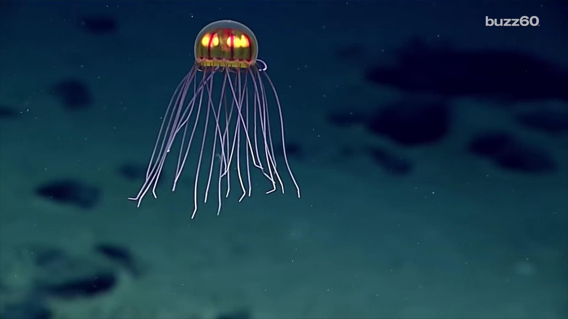 Newly discovered jellyfish looks like tiny UFO
