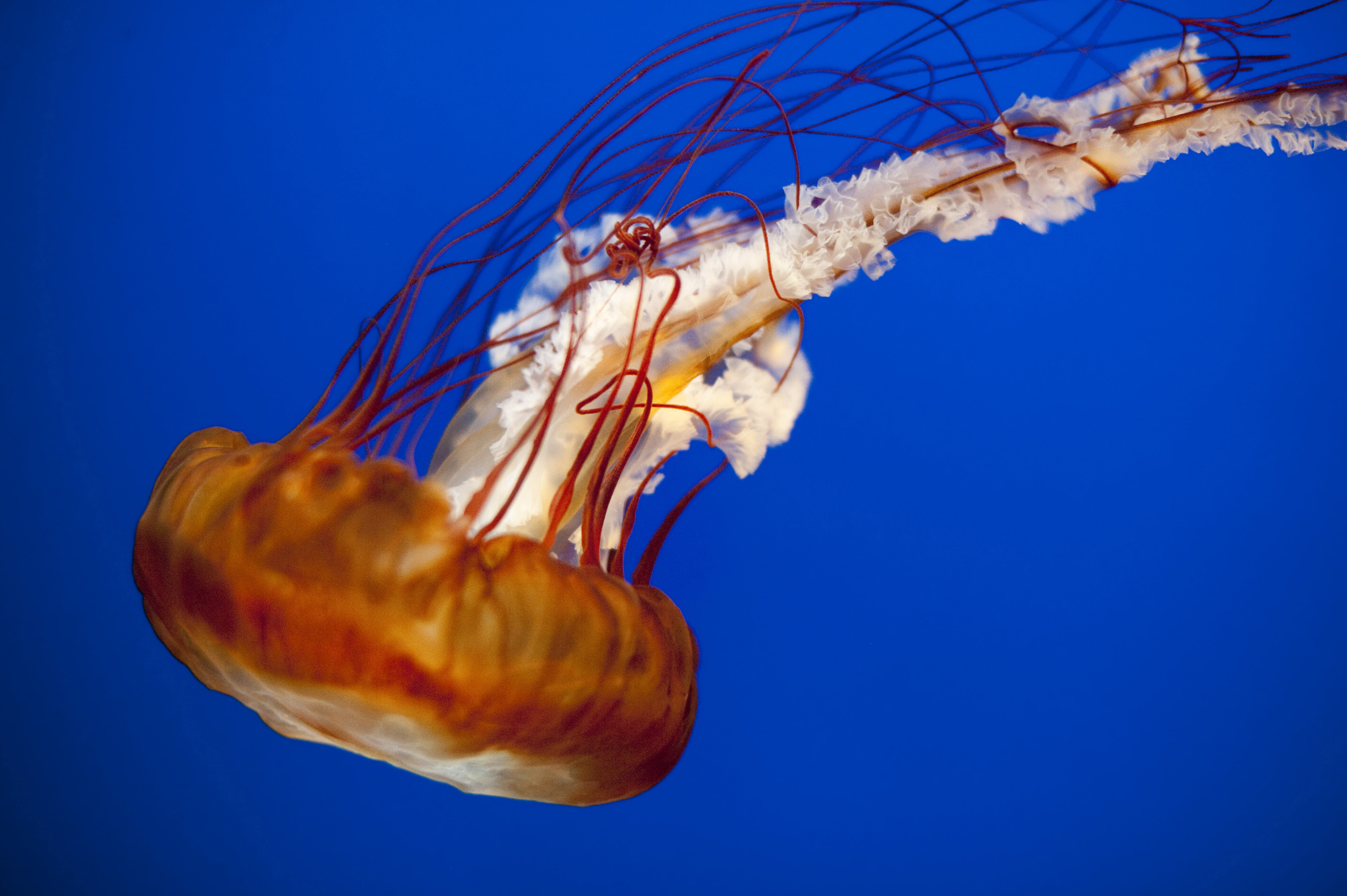 Jelly fish closeup photo