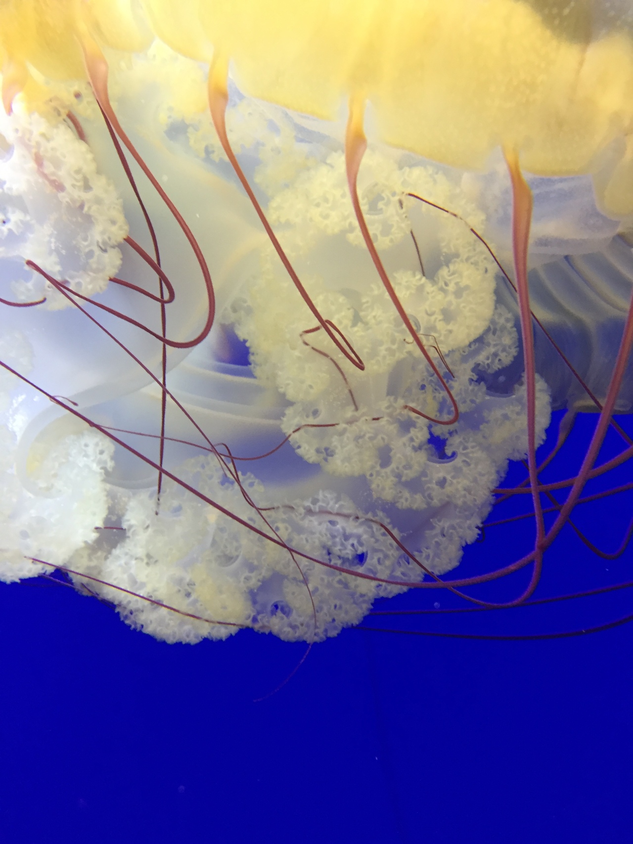 Foap.com: Jellyfish closeup | horney, desktop, water, no person ...