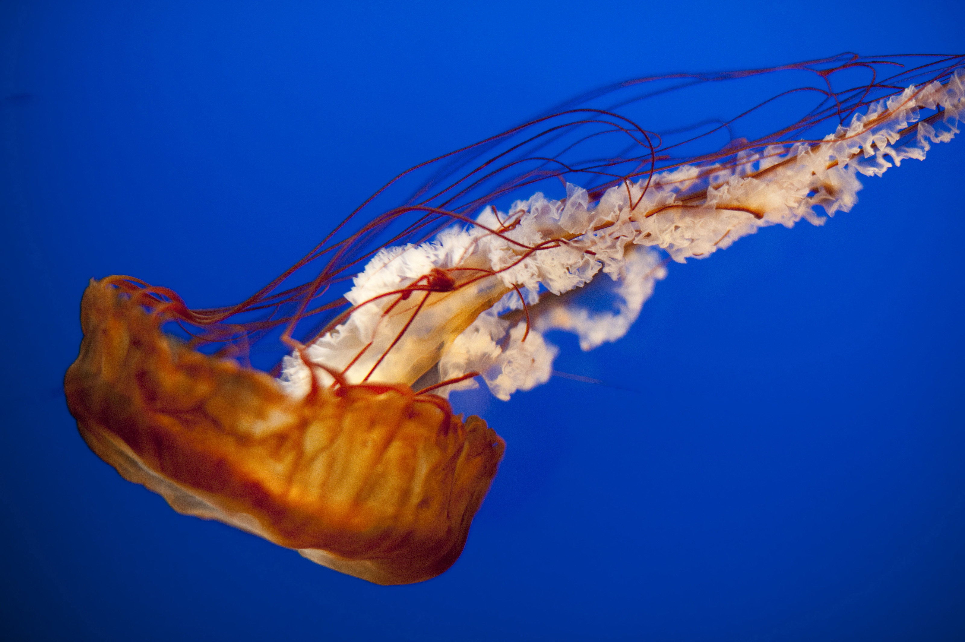 jellyfish tentacles-6741 | Stockarch Free Stock Photos