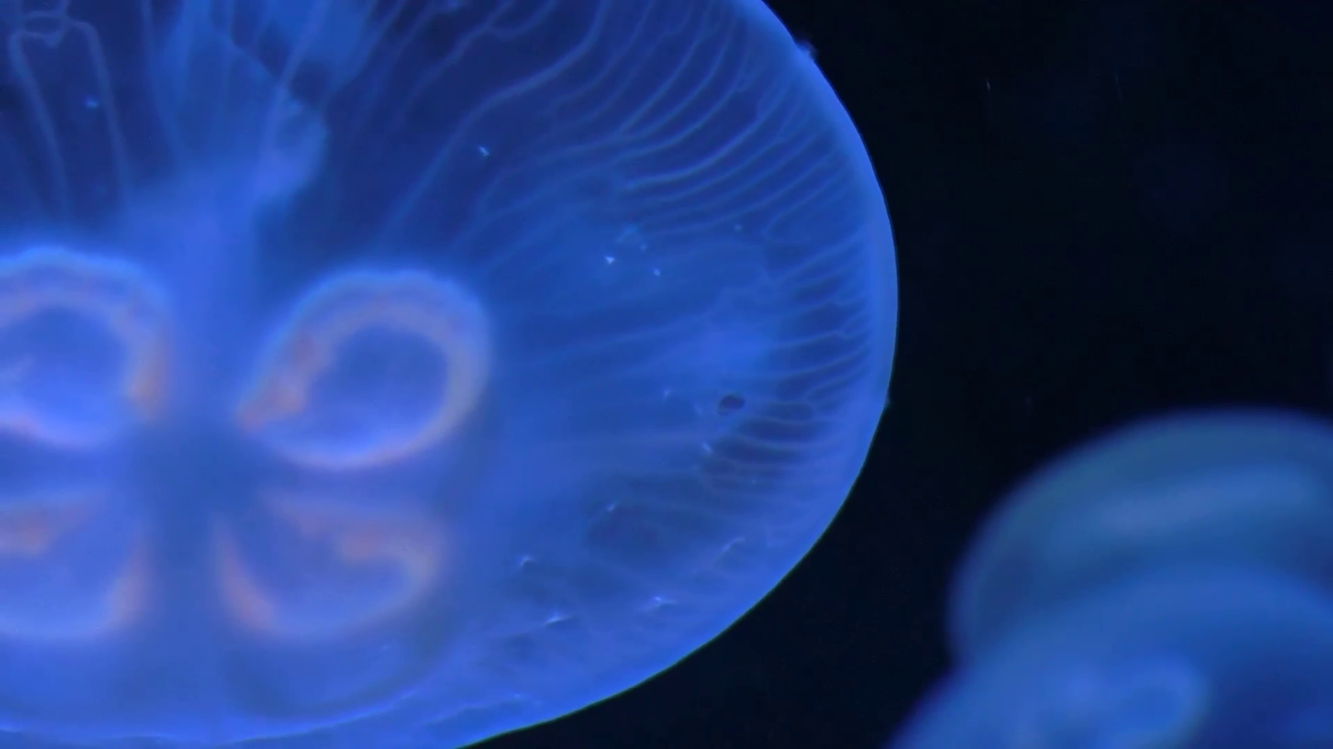 Close up of very slow and relaxing motion of moon jelly fish glowing ...