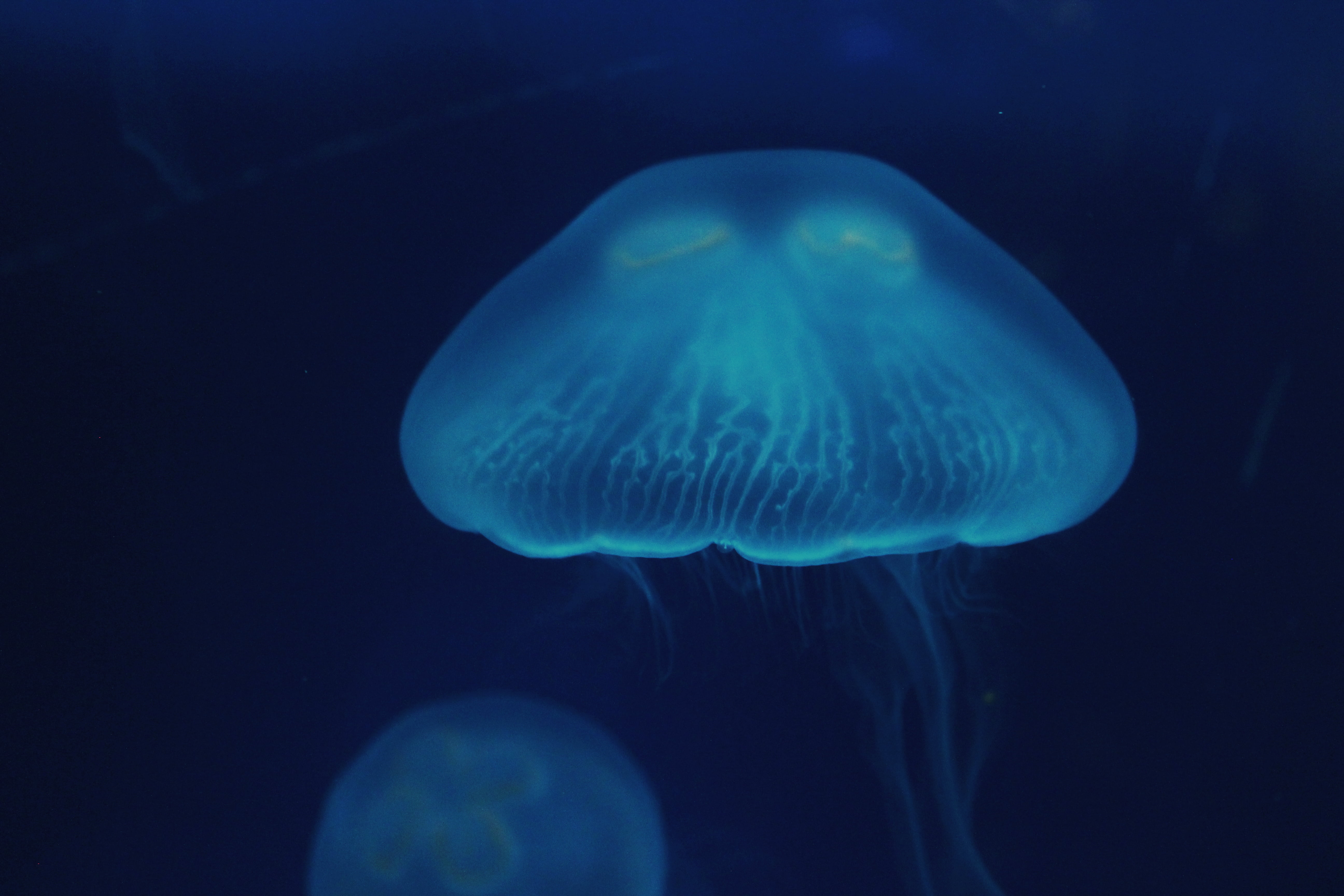 Teal jellyfish, Jellyfish, Close-up, Surface HD wallpaper ...
