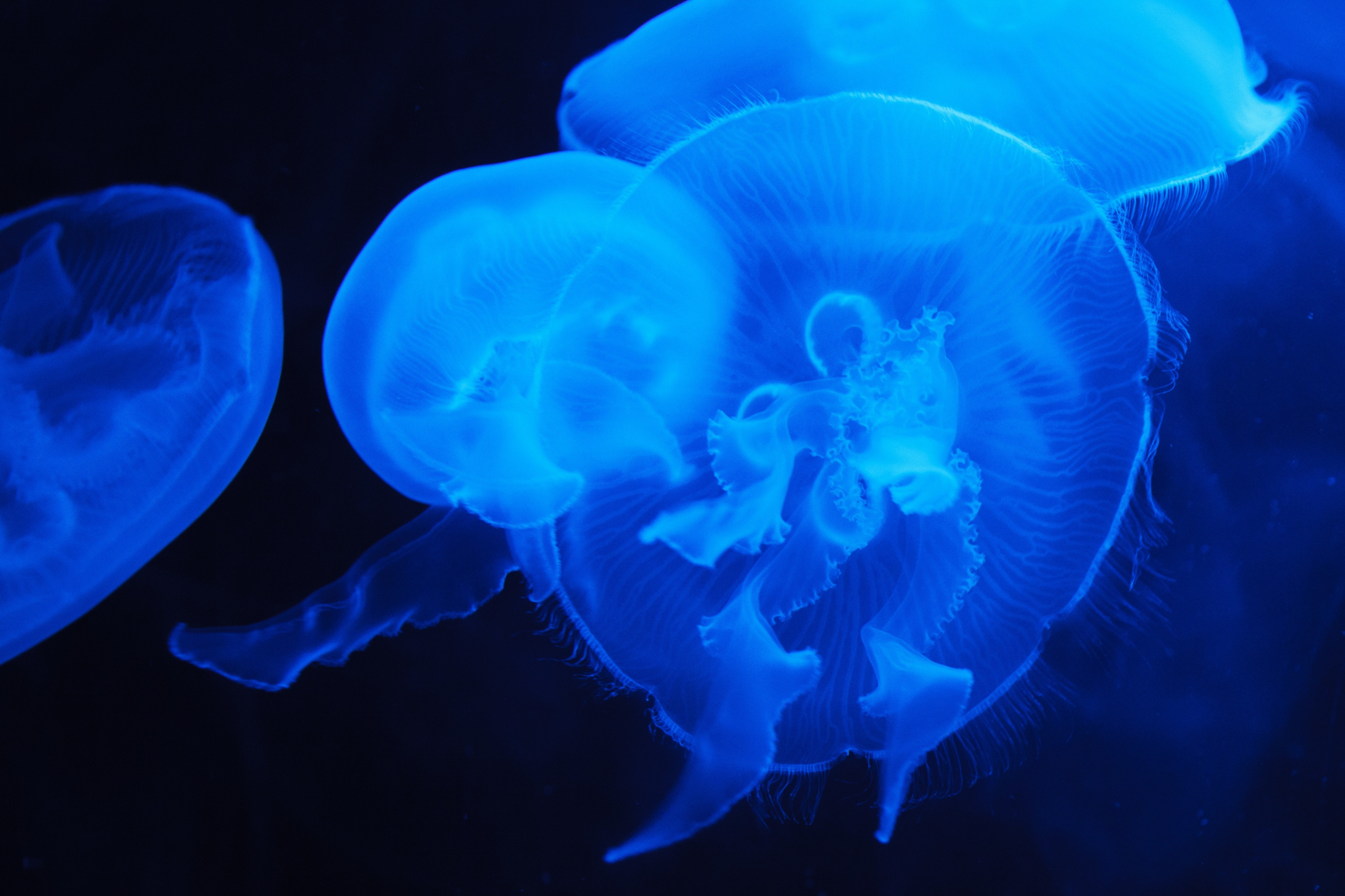 Jelly fish under water photo