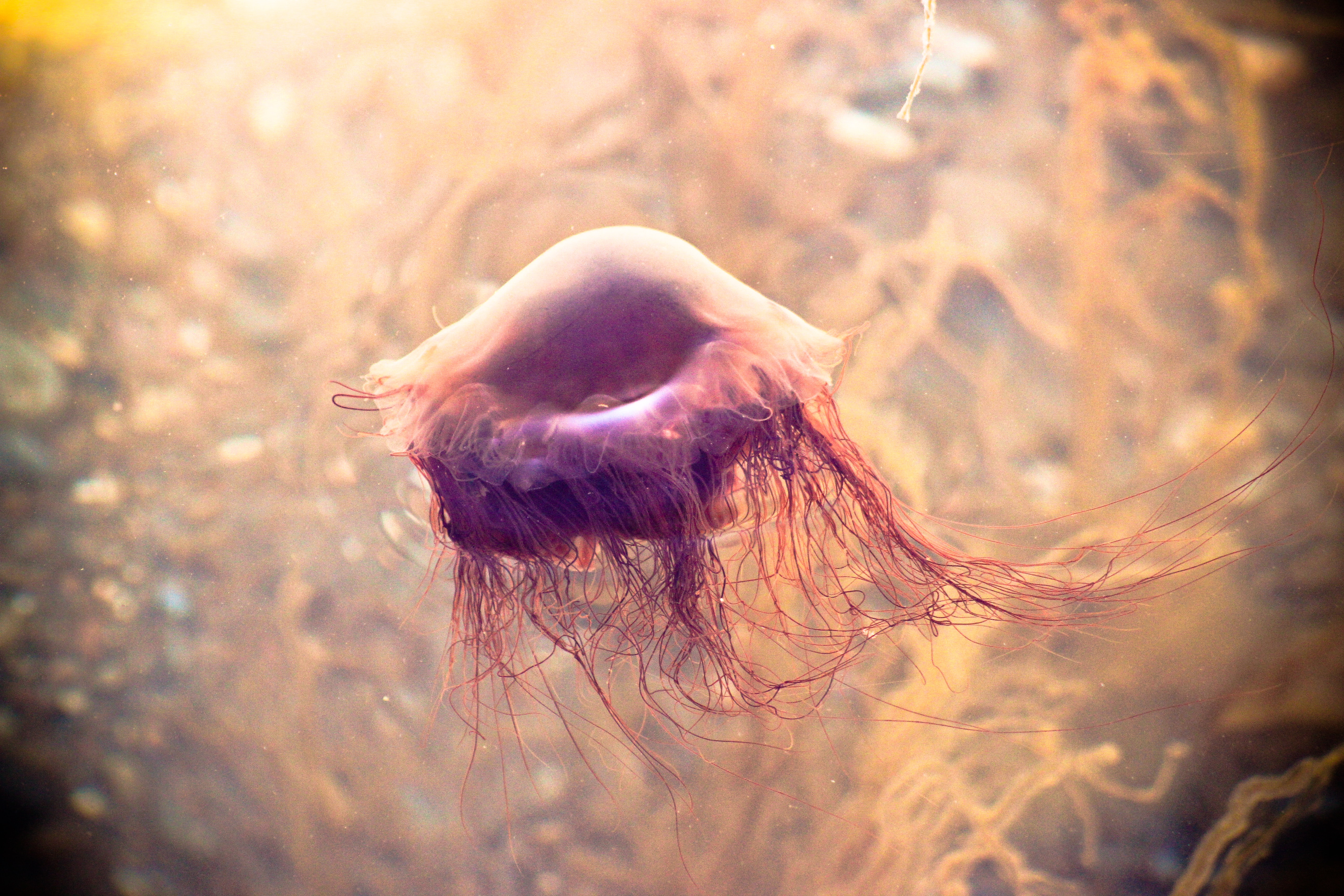 Jelly fish wallpaper photo