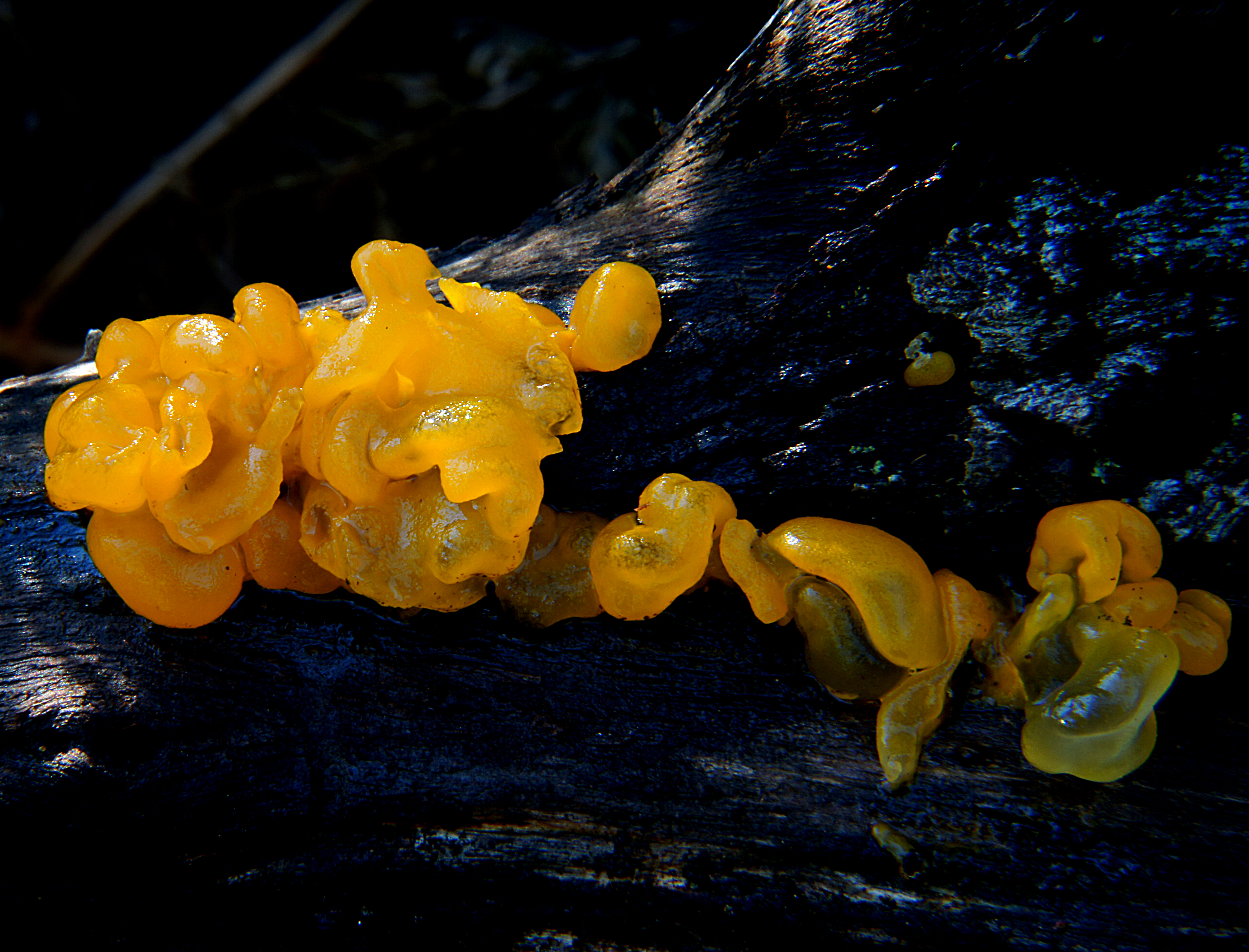 Jelly fungi. tremella lutescens photo
