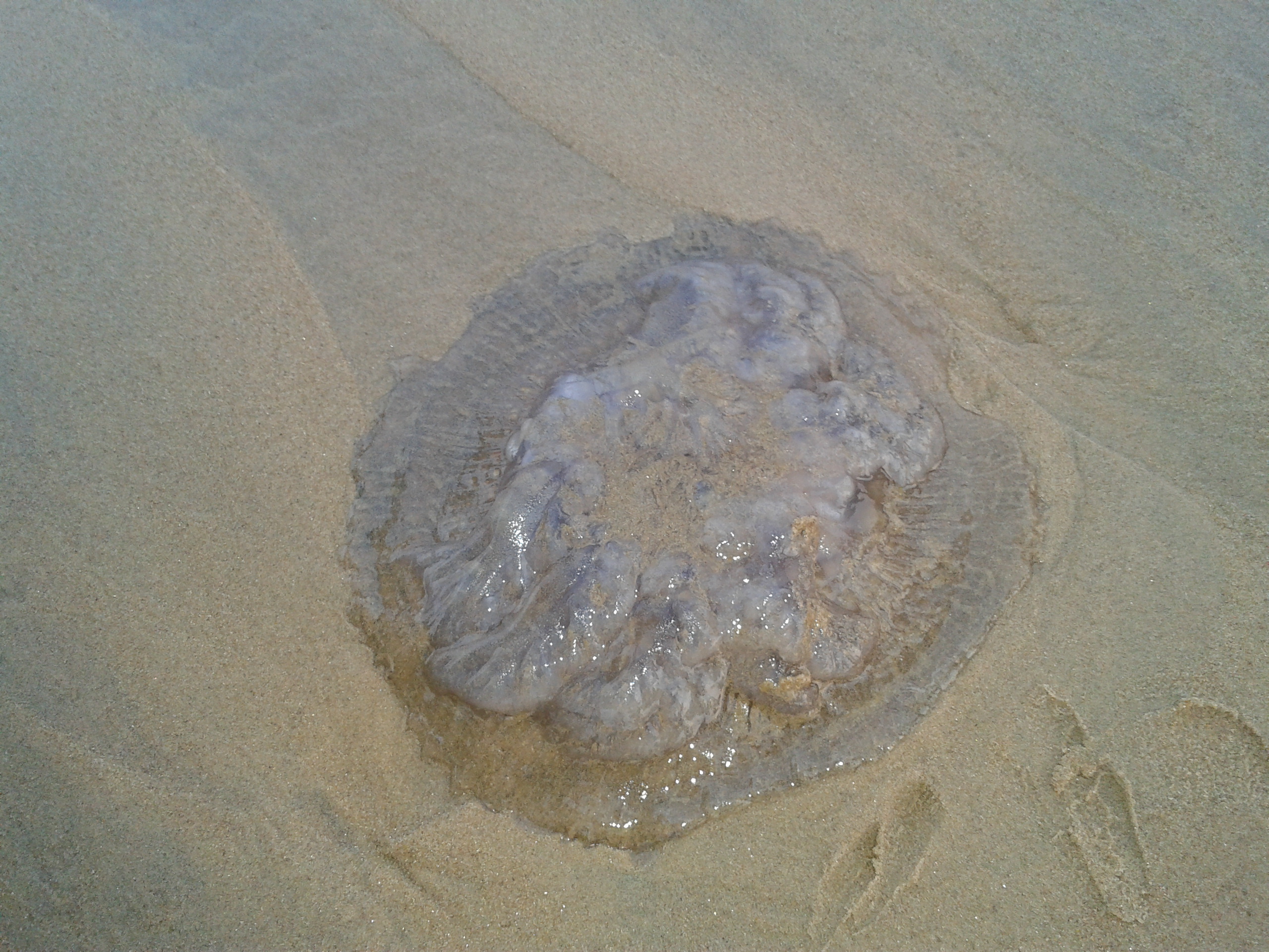 Jellyfish, Beach, HQ Photo