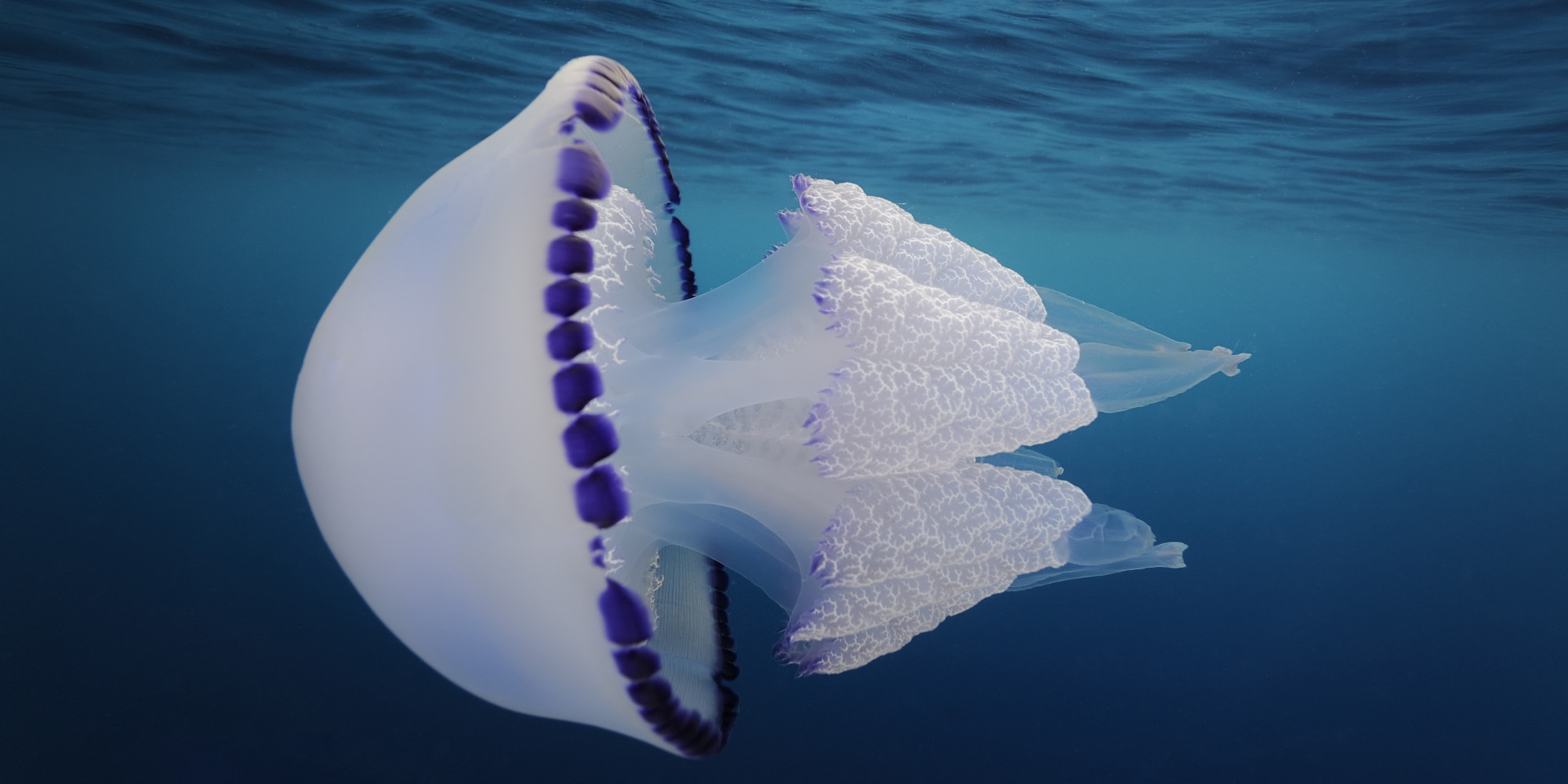 Diapers Made From Jellyfish May Be The Next Big Thing In Green ...