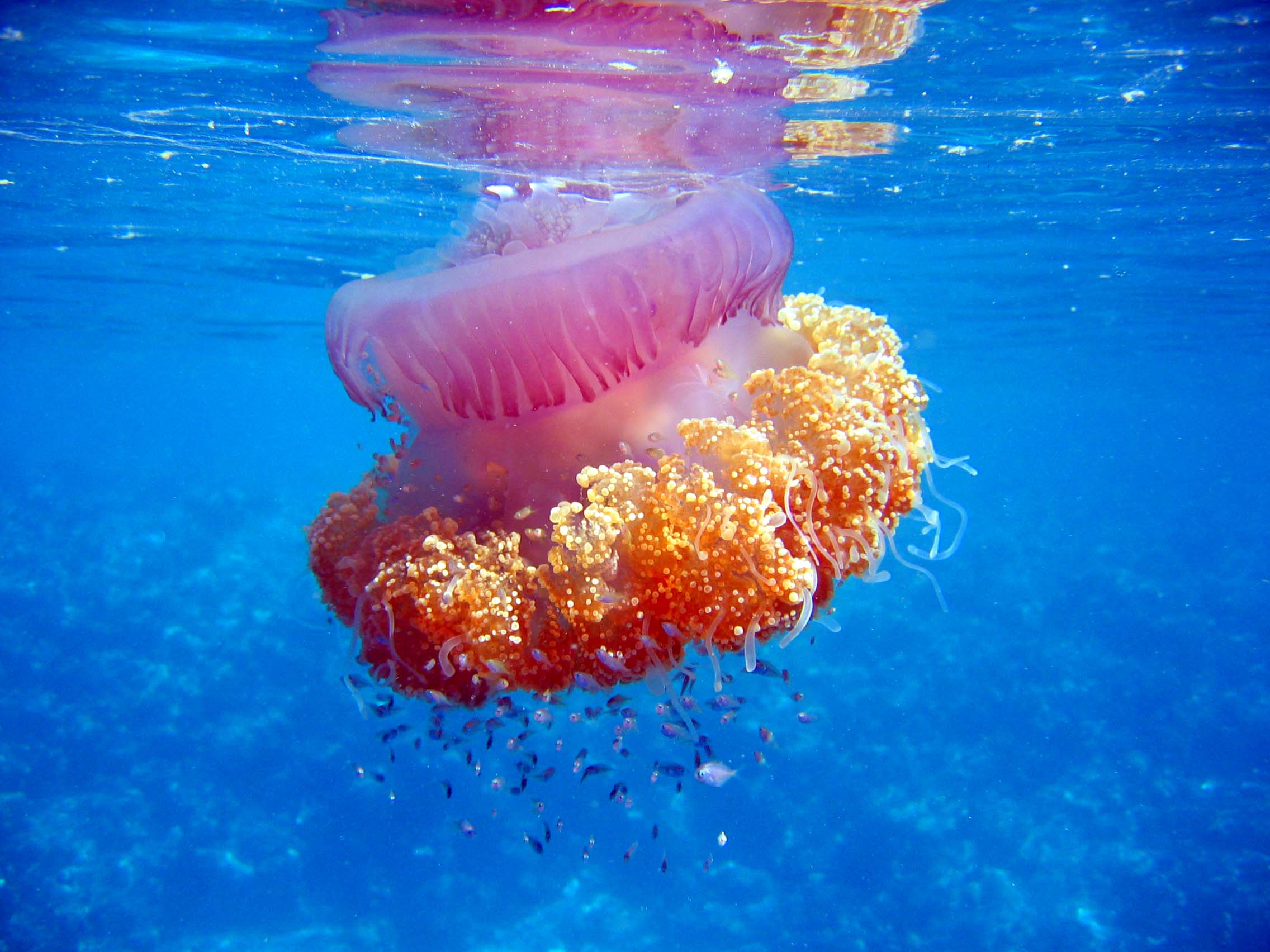 The Wonderful World of Jellyfish! | Maldives Whale Shark Research ...