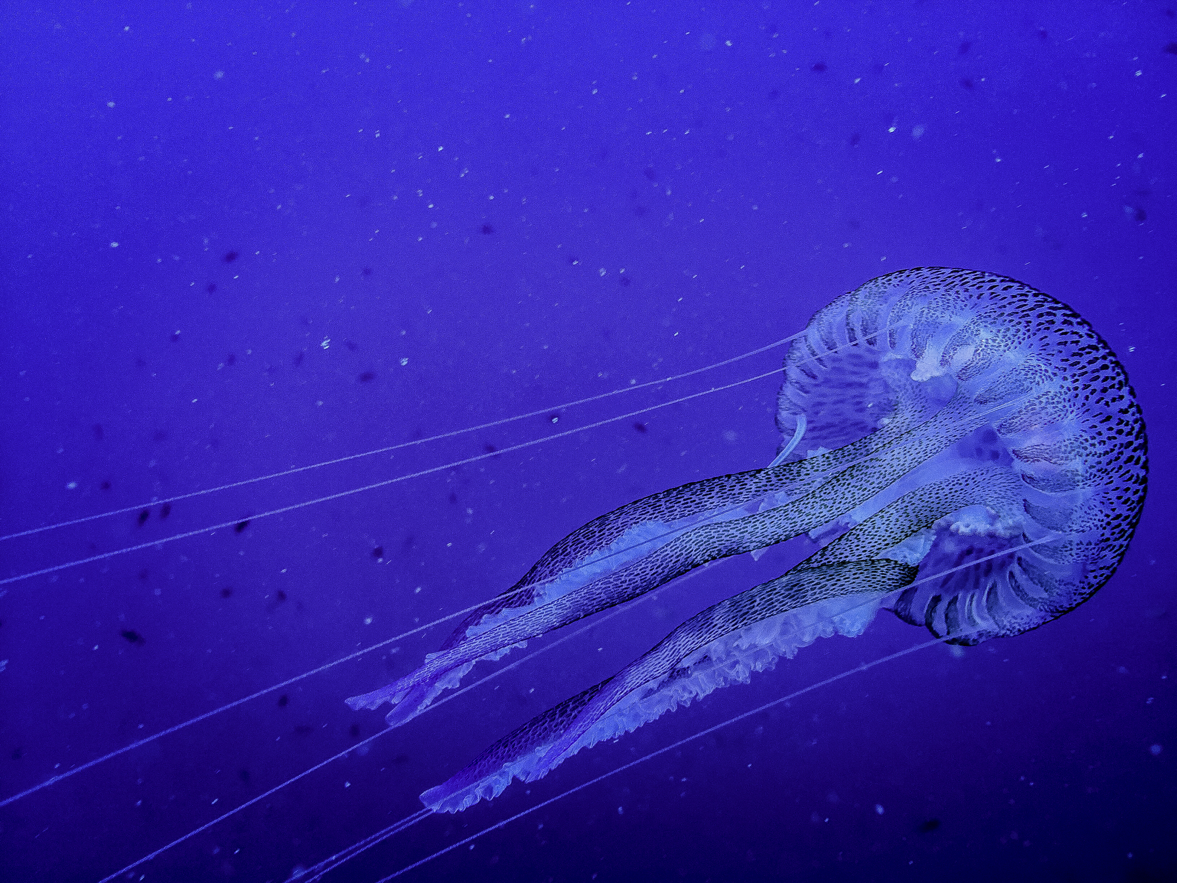 What Jellyfish Can Teach About Climate Change and Hurricanes | Time