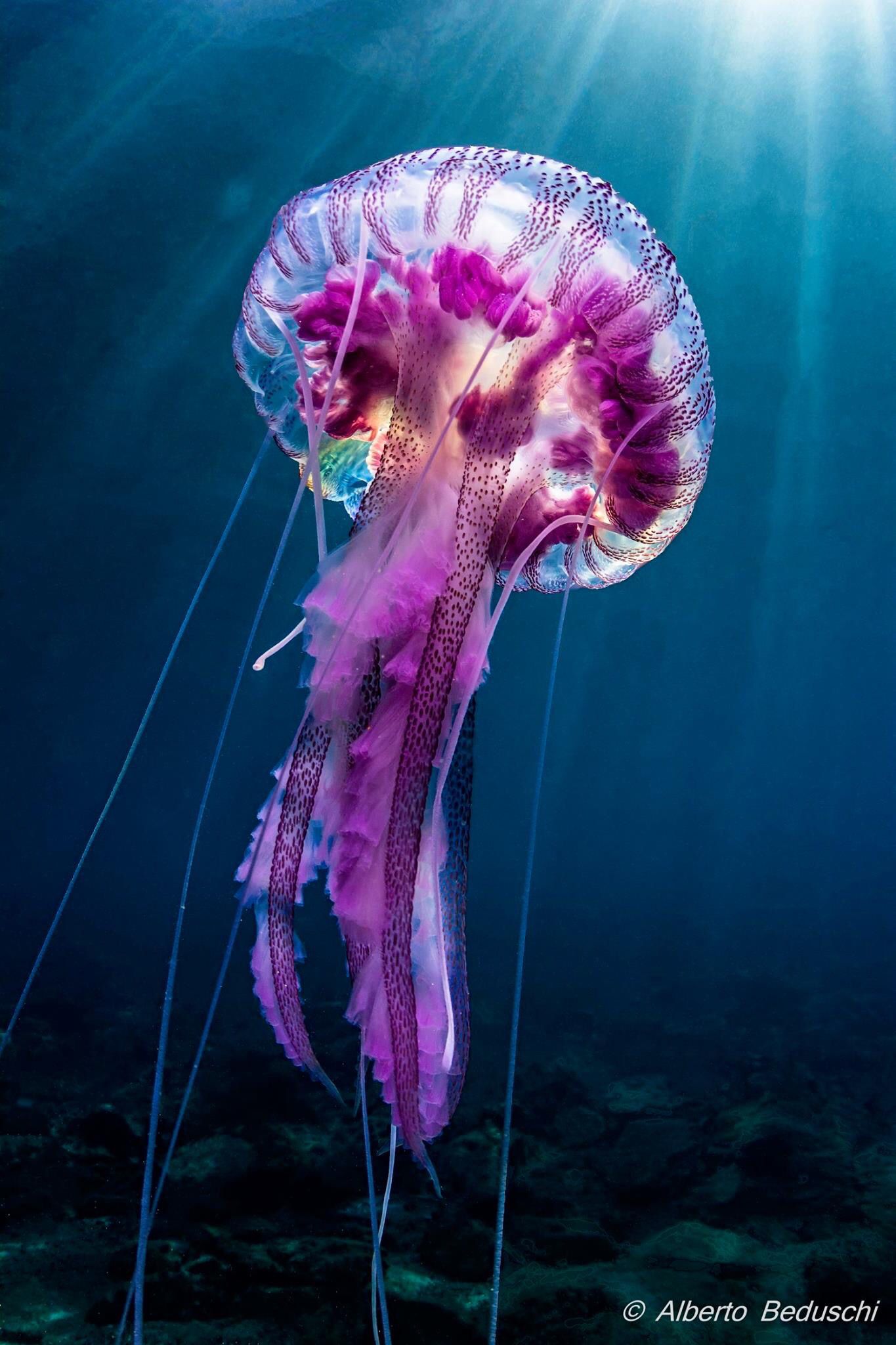 Big purple jellyfish | Jellyfish & Such | Pinterest | Jellyfish, Big ...
