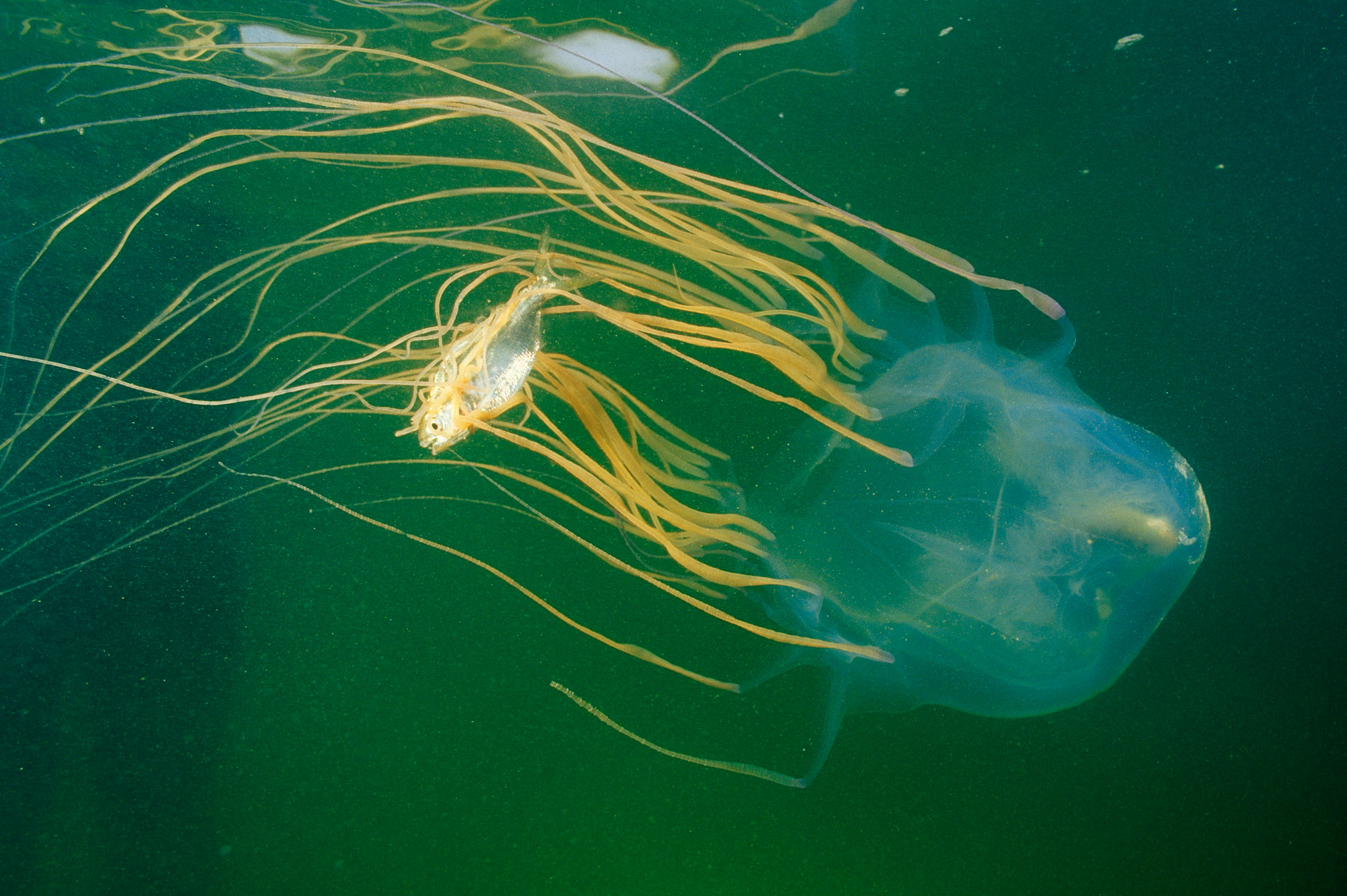Secret Lives of Jellyfish: Robots, Genetics, and World Domination