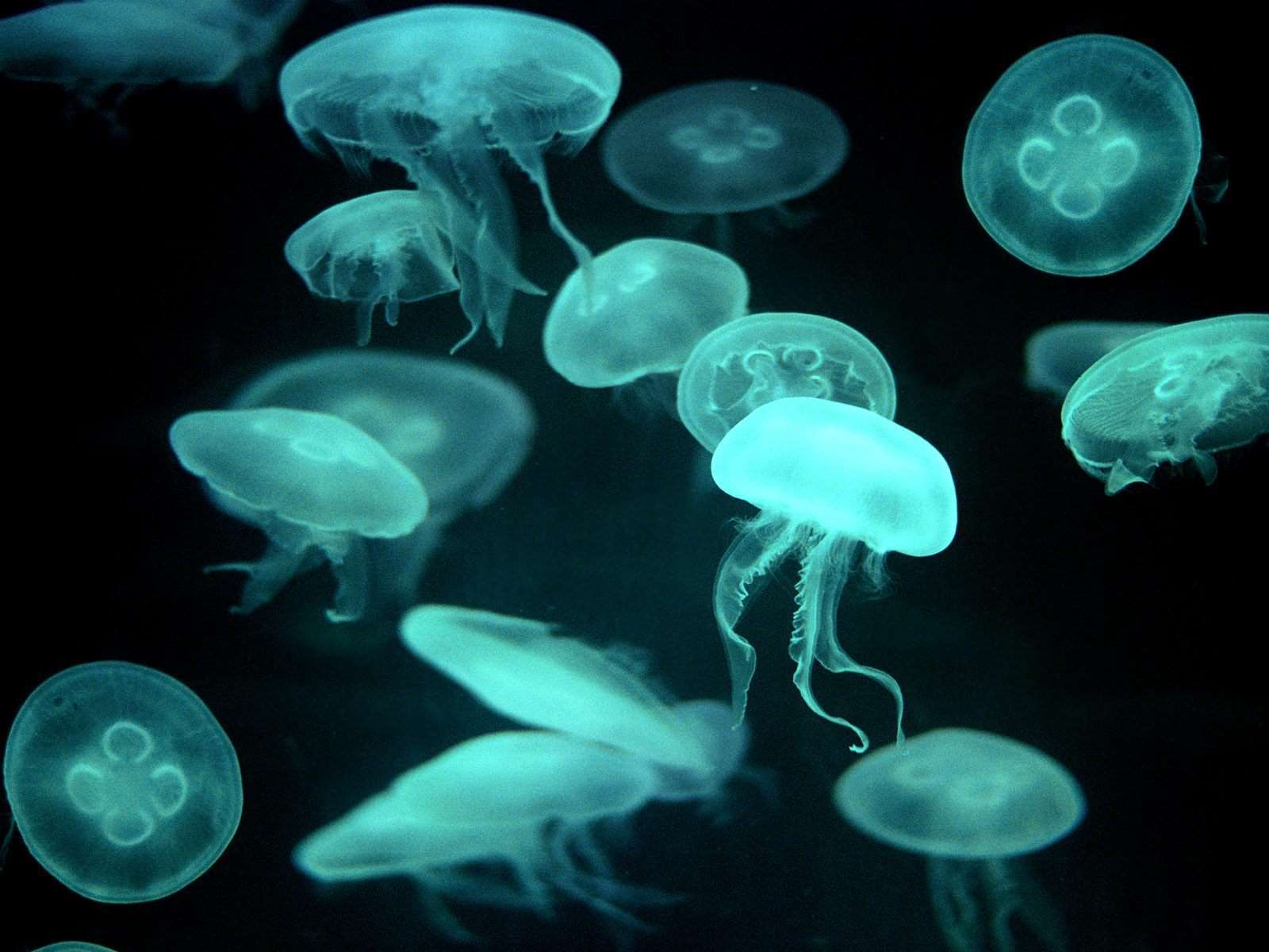 How Do Box Jellyfish Reproduce | Box Jellyfish Life Cycle ...