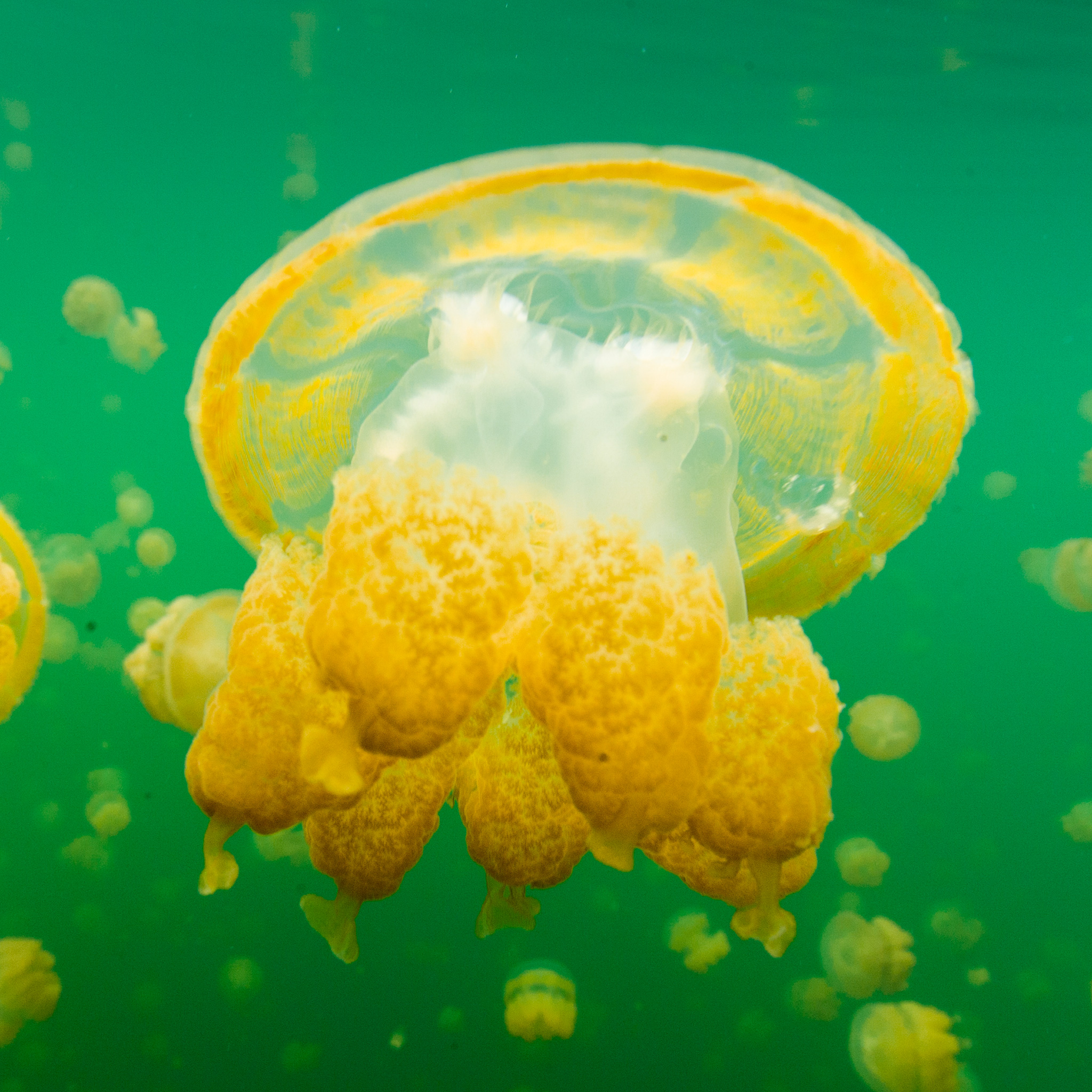 Golden Jellyfish | National Geographic