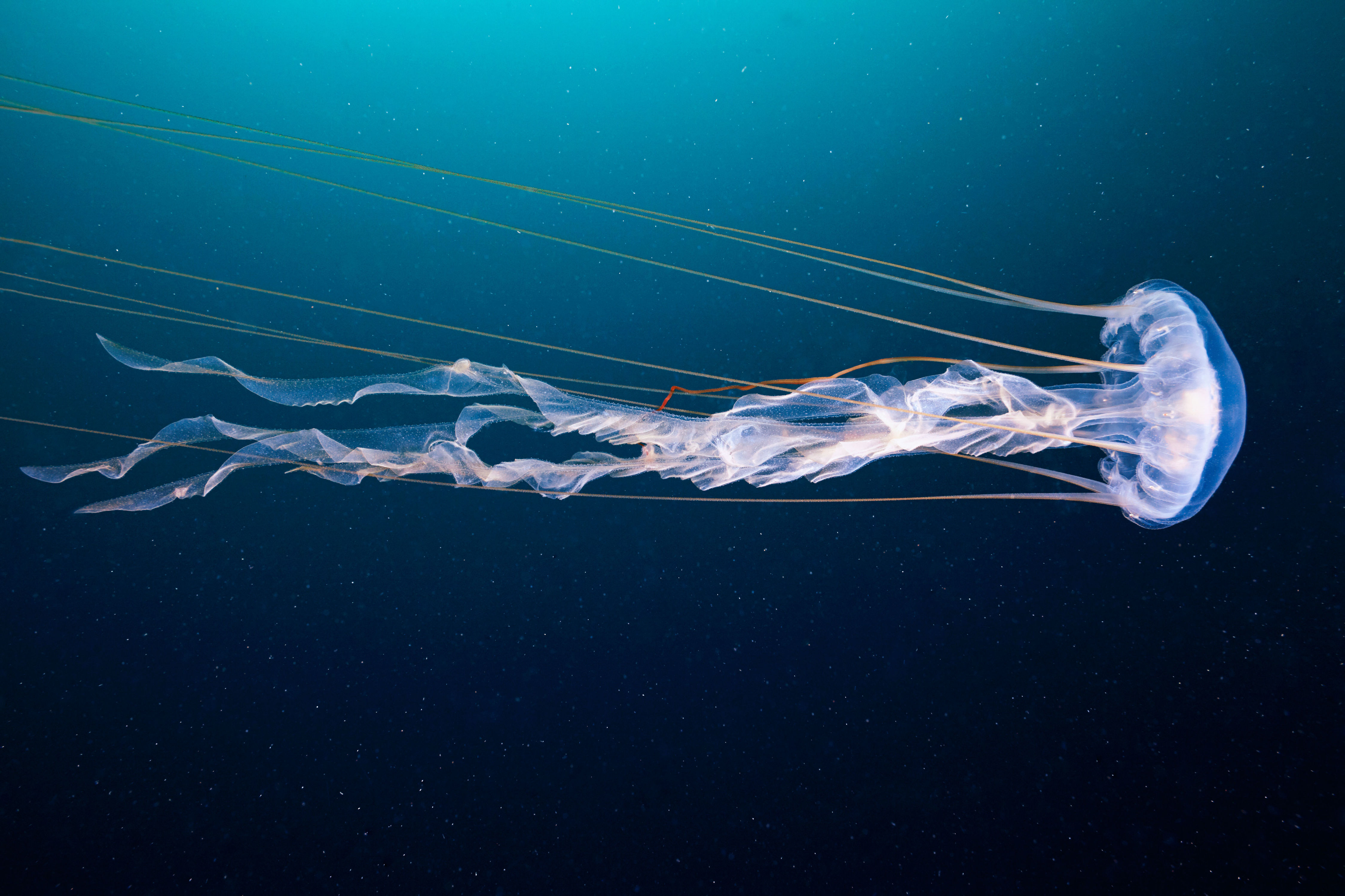 How to Treat a Jellyfish Sting - Coastal Living
