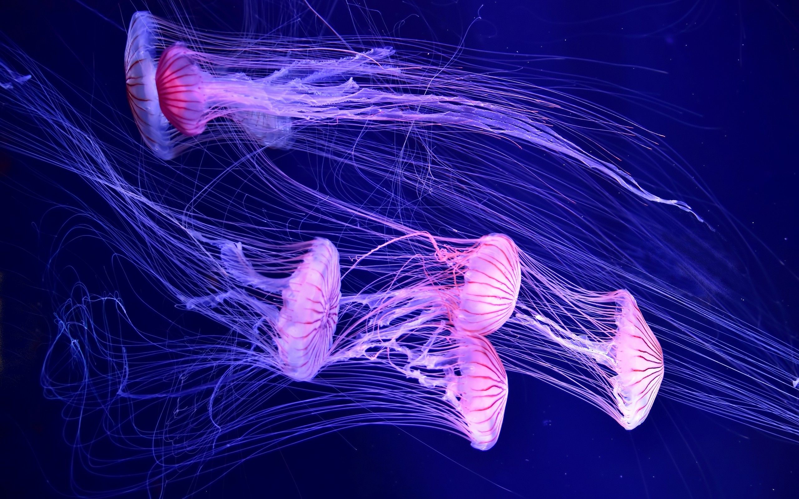 Wallpaper Jellyfish, Deep sea, Underwater, HD, Animals, #3724